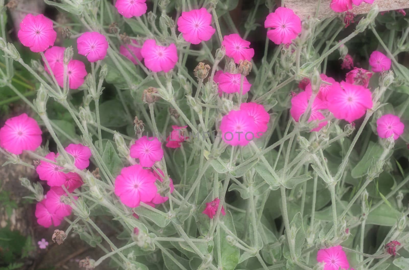 Rose Campion vivid pink flowers seen in close-up