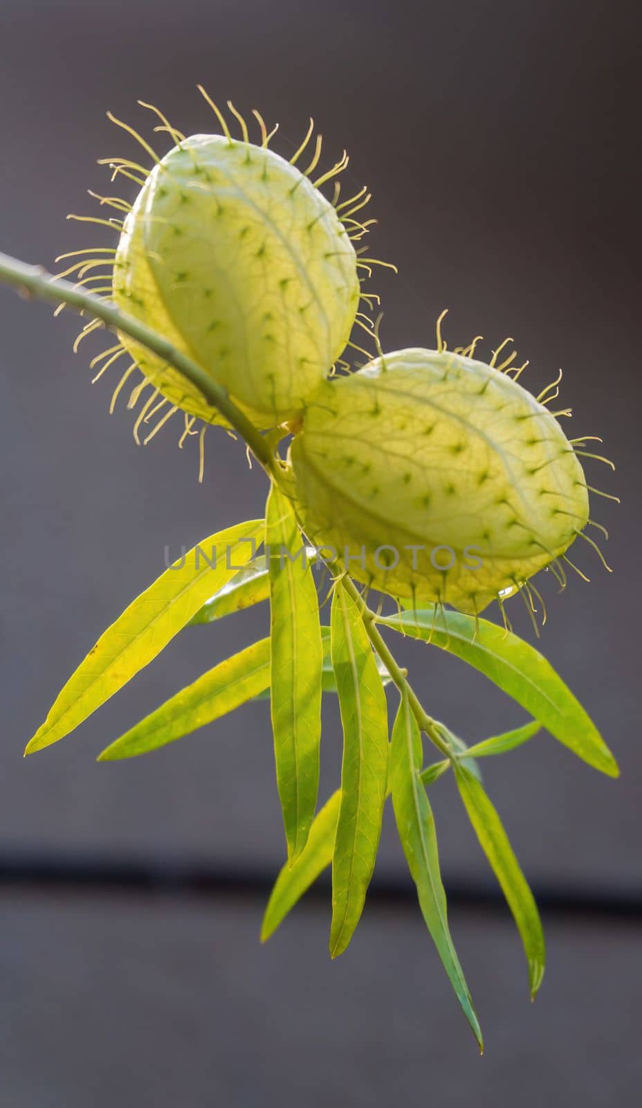 Gomphocarpus fruticosus branches with green balls with air by Challlenger