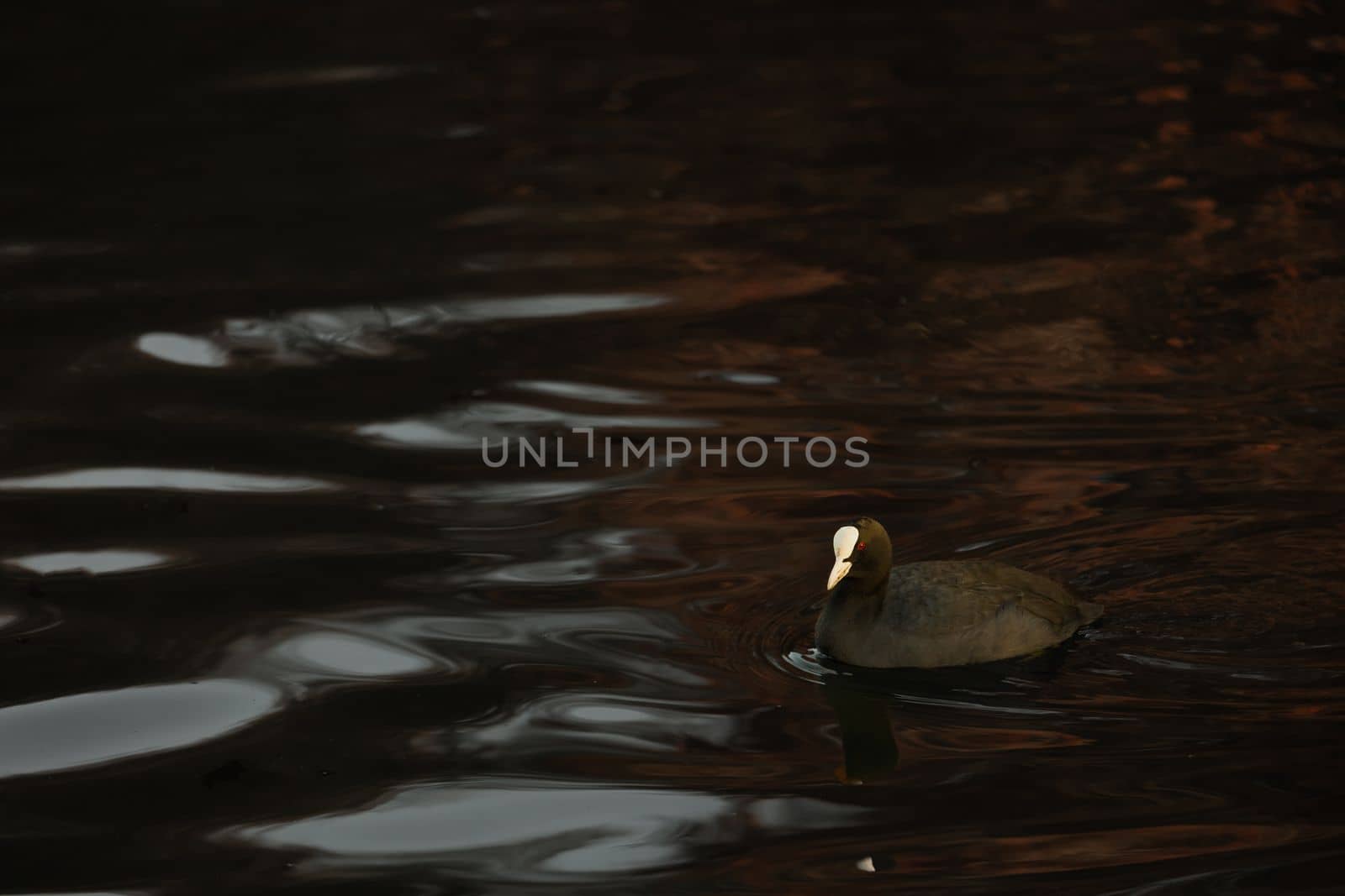 Closeup of water bird Eurasian Coot Fulica Atra swimming in the lake. Birds of Europe