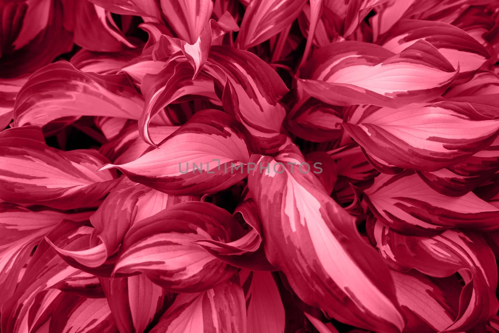 The hosta leaves are painted in the color of the year 2023 by Spirina