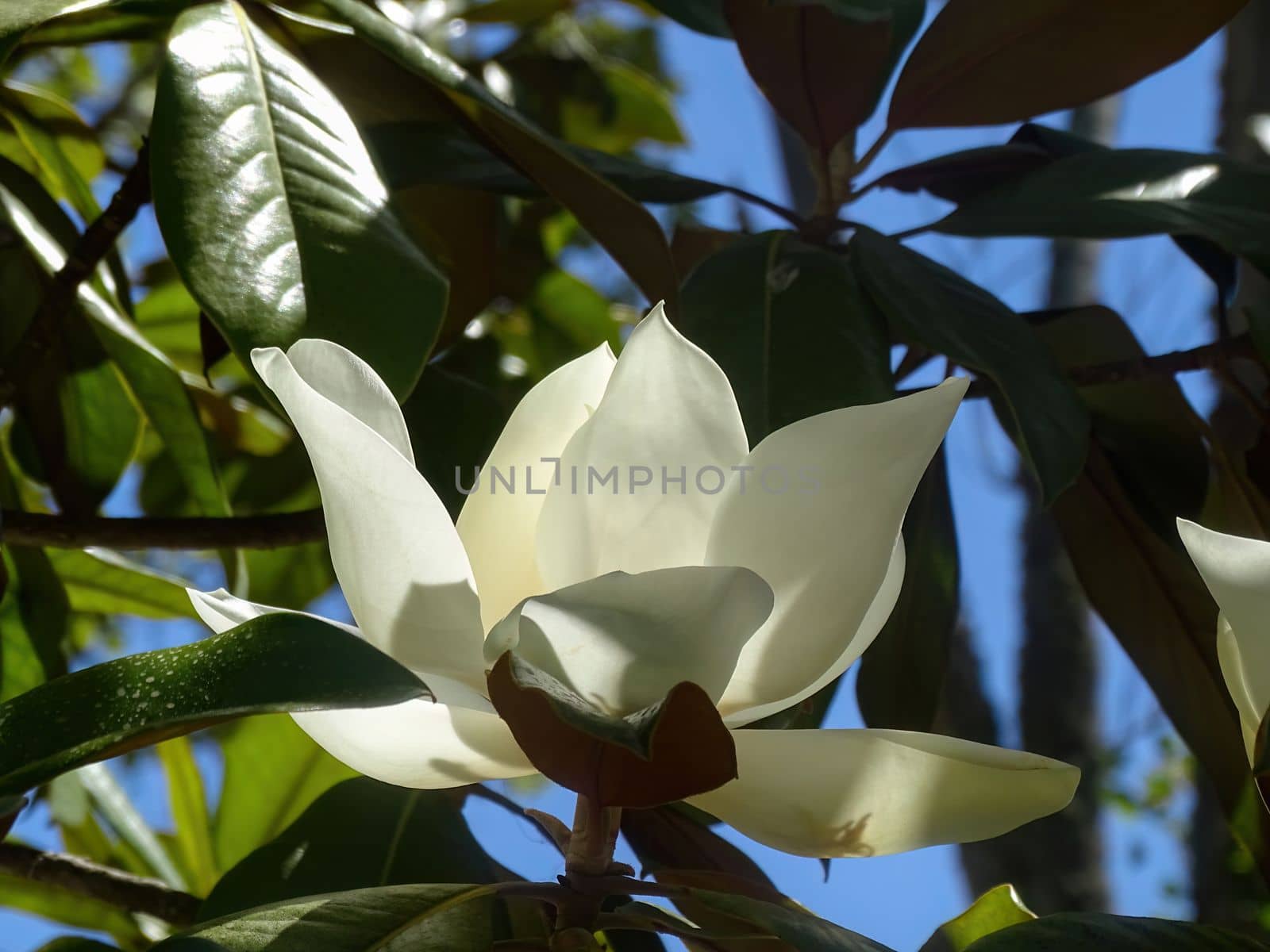 A huge white magnolia flower on a branch close up