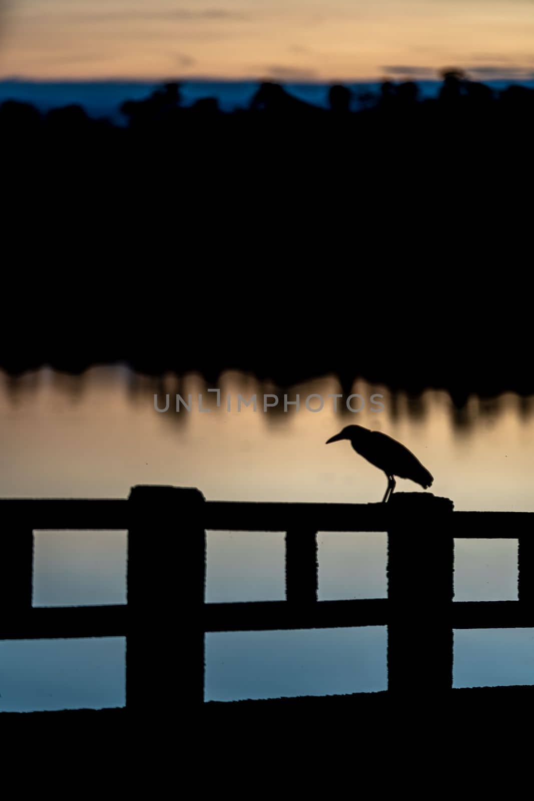 silhouette of a night heron with a lake in the background at sunrise. High quality photo