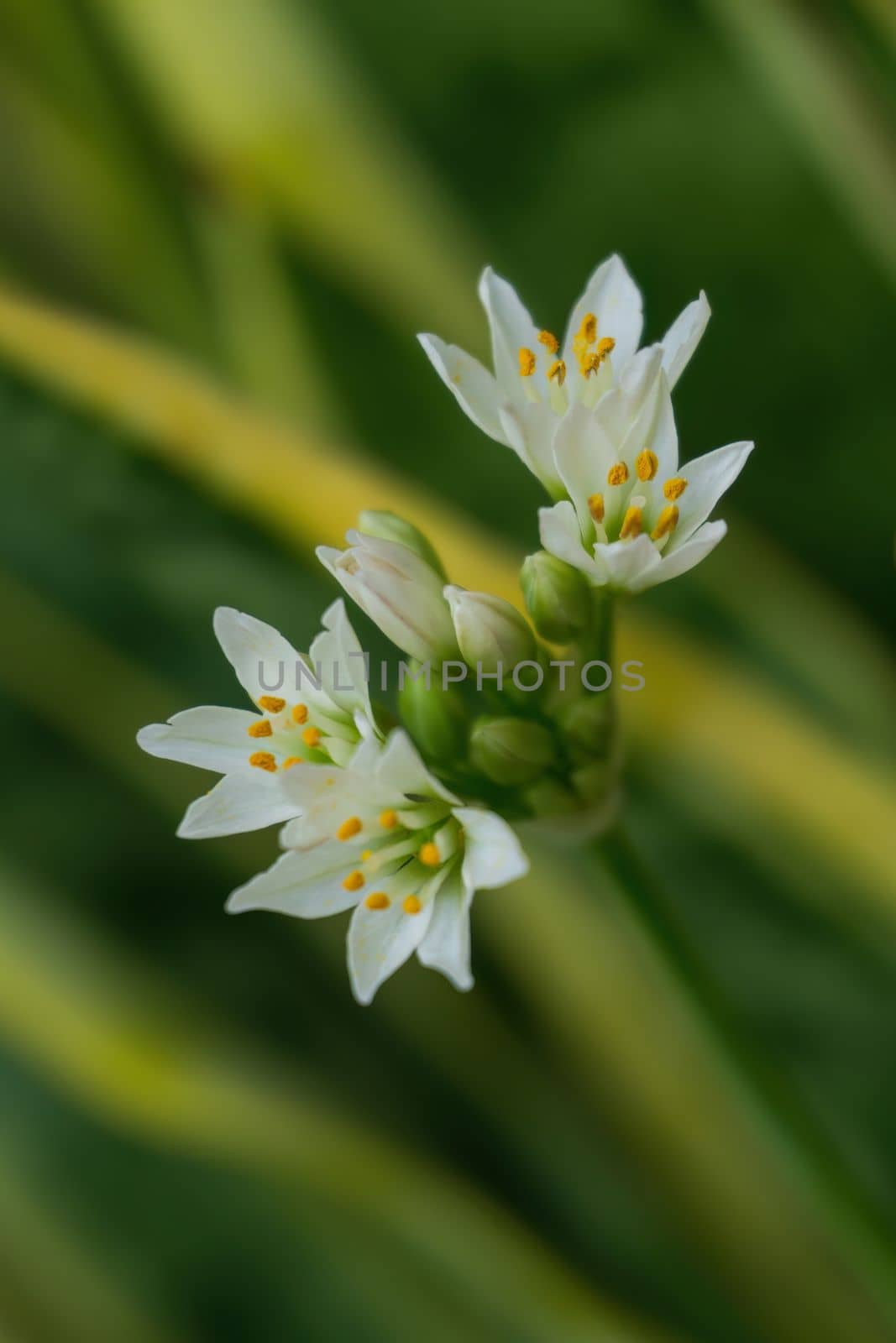 Inflorescence of white Allium zebdanense wild ornamental onion flowers close up on a blurry green background