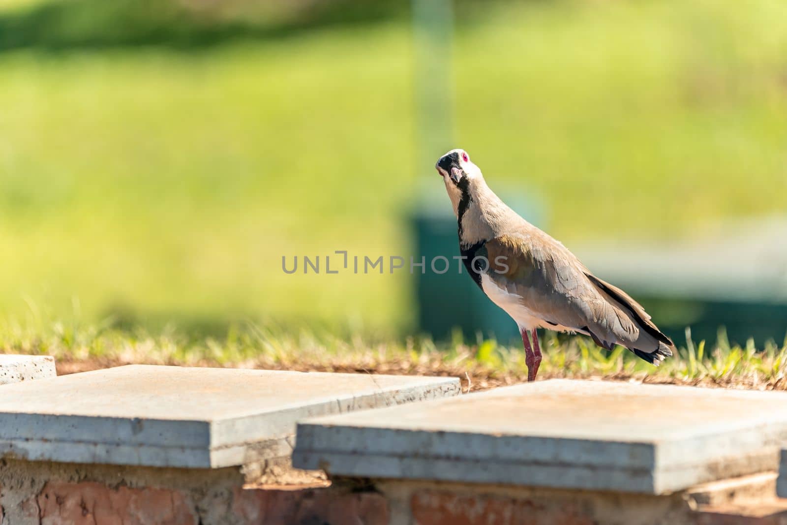 vanellus chilensis in the city park.