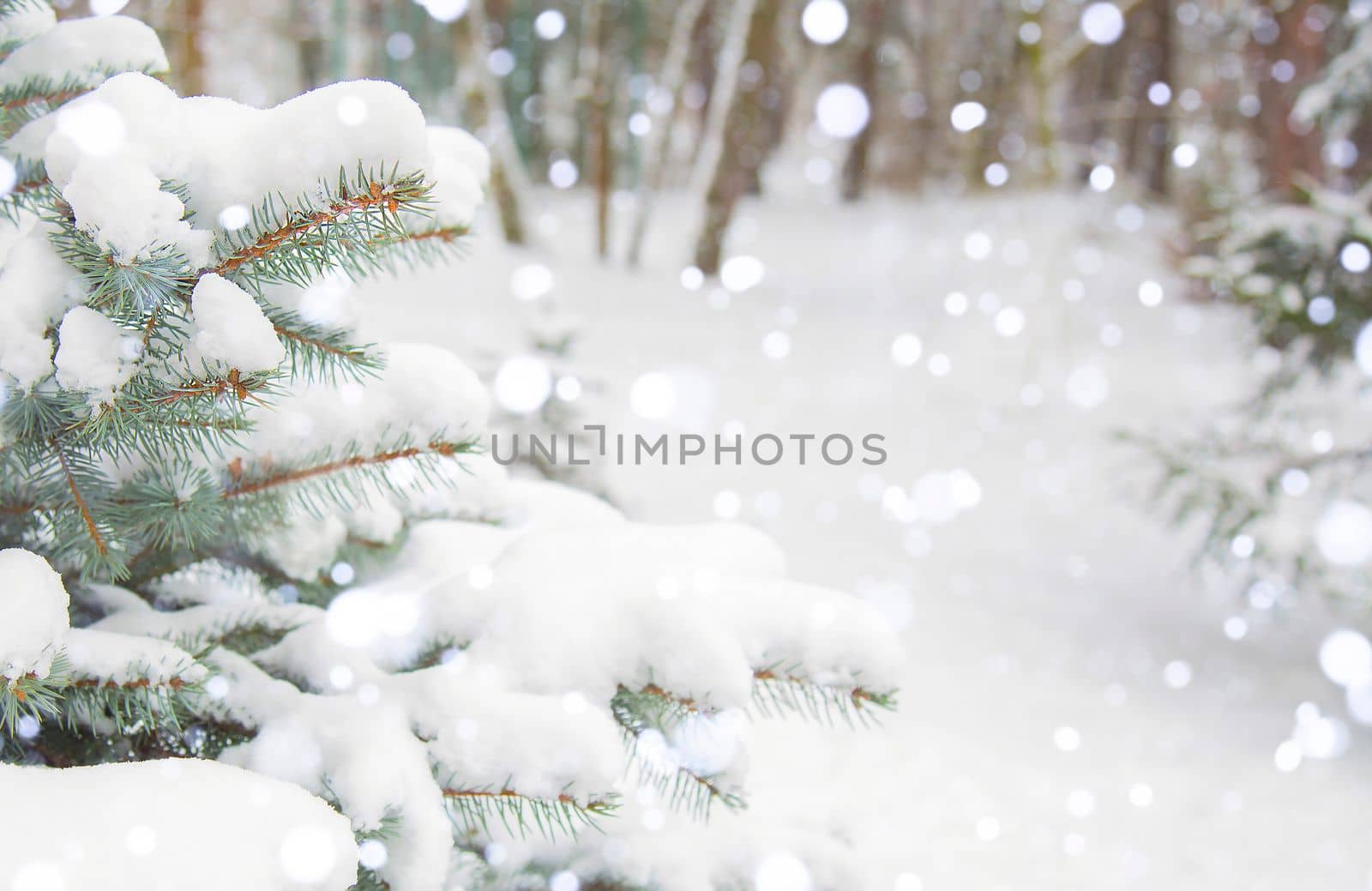 Winter landscape, background. Forest, trees in the snow. Snowfall. Snow is lying on the branches of the Christmas tree. Falling snow. Copy space. Nature in winter.