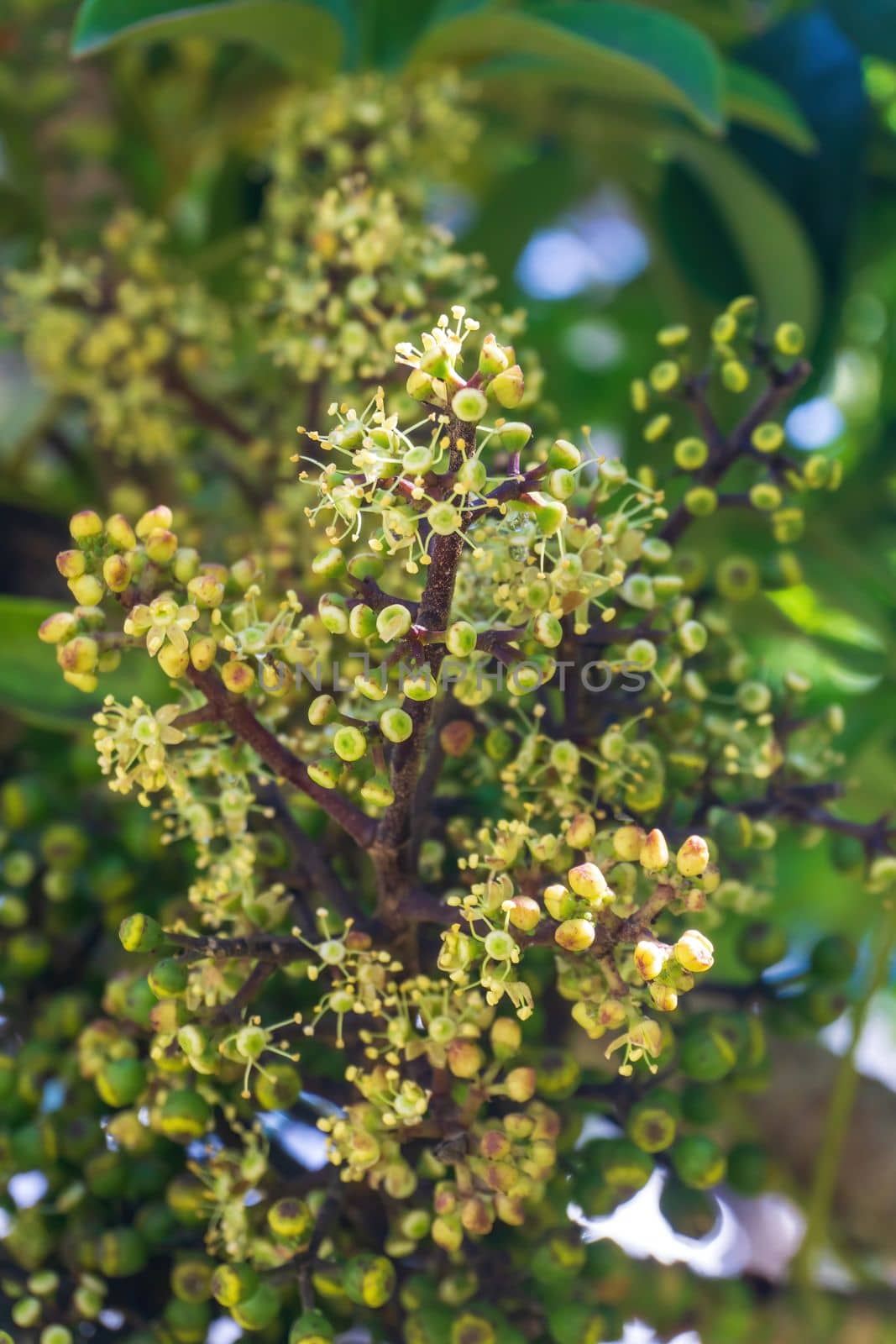 Green inflorescences on a tree close up background