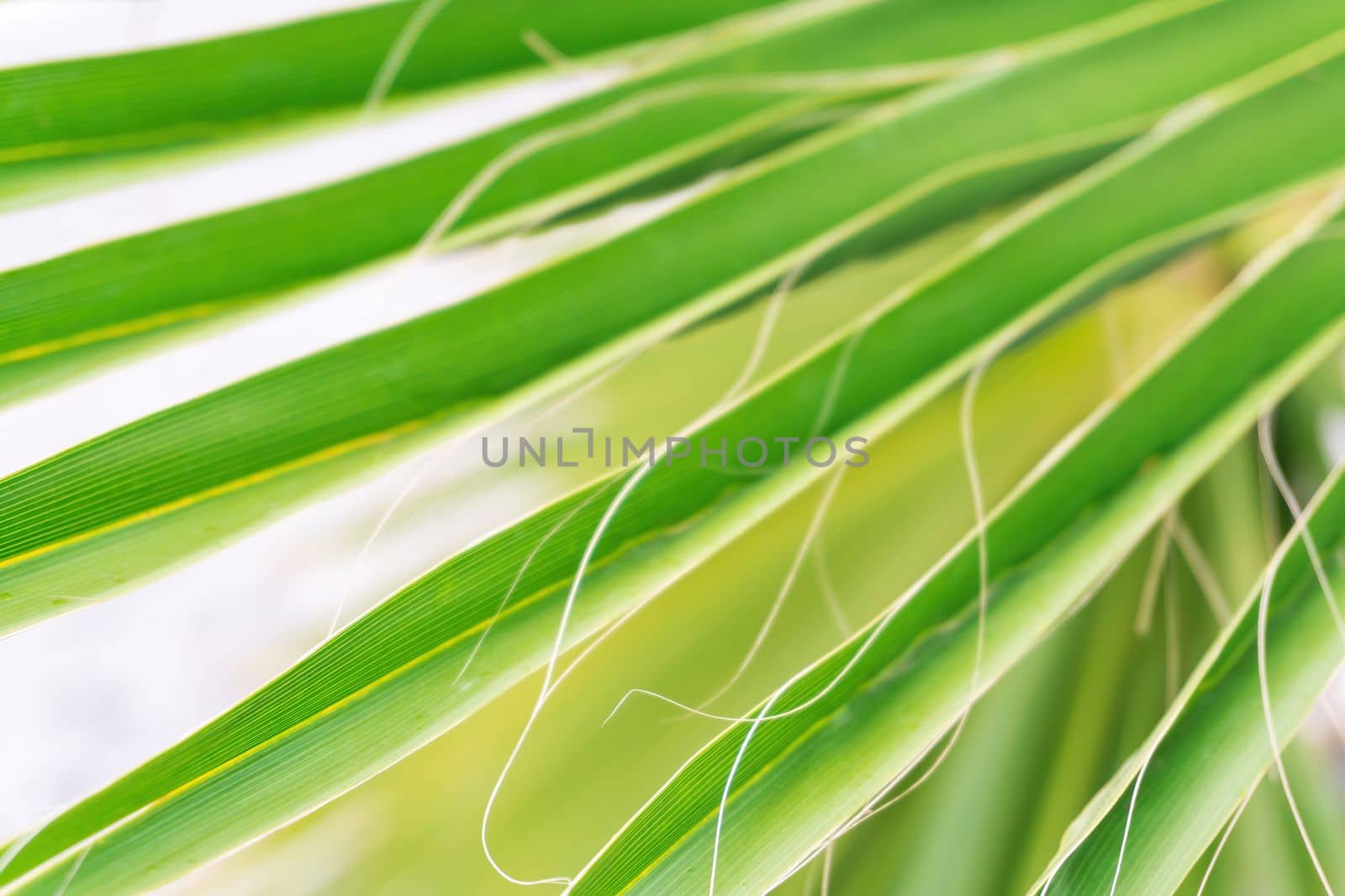 Natural green palm tree background close up
