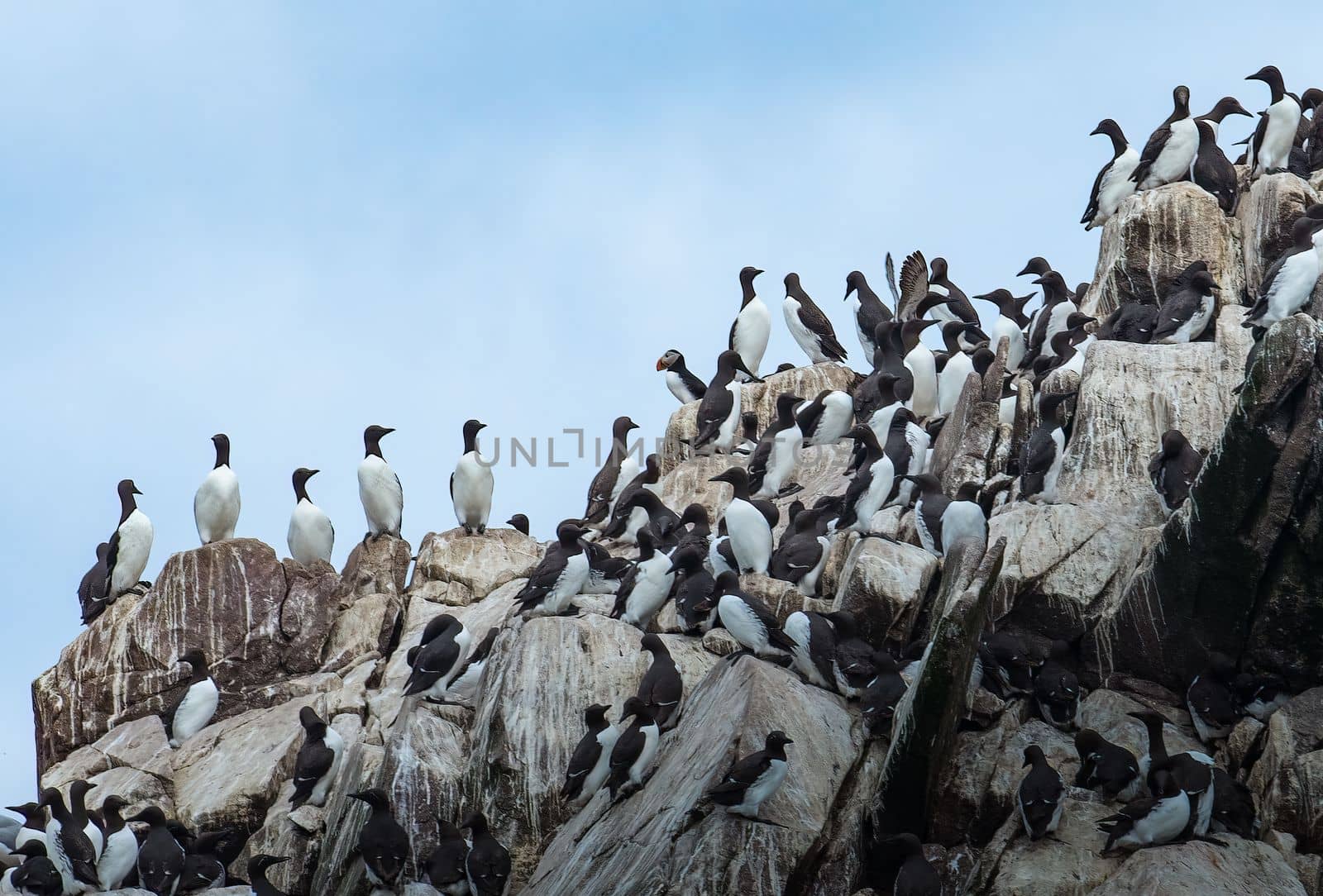 Seabird Colony and lone Atlantic Puffin