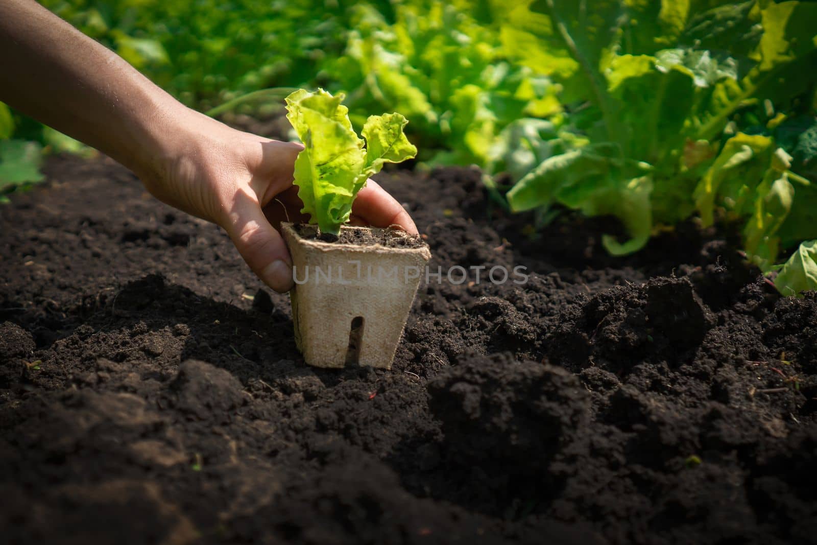 Hands of a young woman farmer close-up with a seedling in a peat pot. A girl puts the plant in the soil in her vegetable garden on a sunny day.