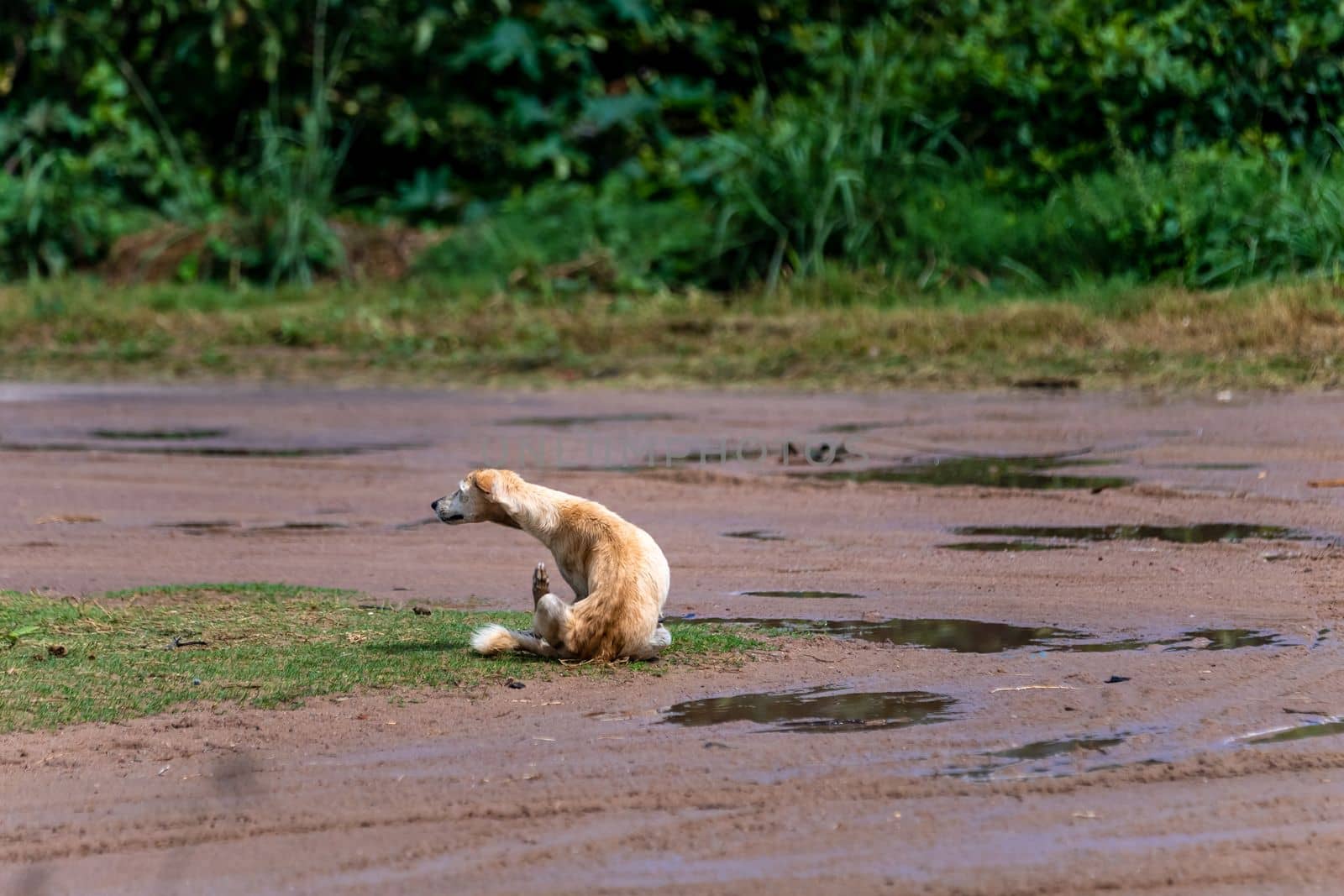 dogs on the street of the rural South America. High quality photo