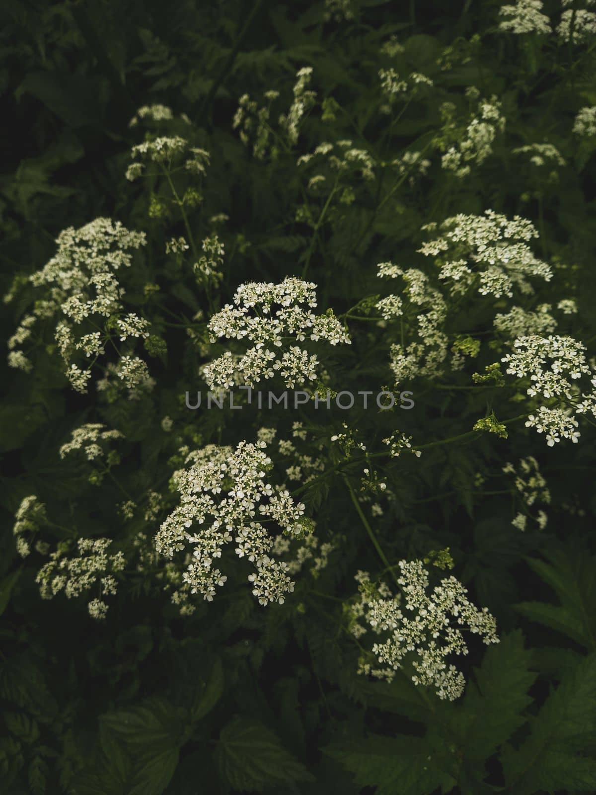 Green Hemlock flowers and leaves nature background. Nature hemlock background. Green hemlock foliage texture, leaf nature background. High quality photo