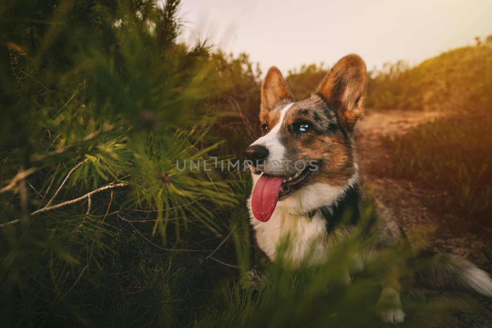 Happy small welsh corgi dog with mouth open and tongue out sitting on the ground outdoors at sunset. High quality photo