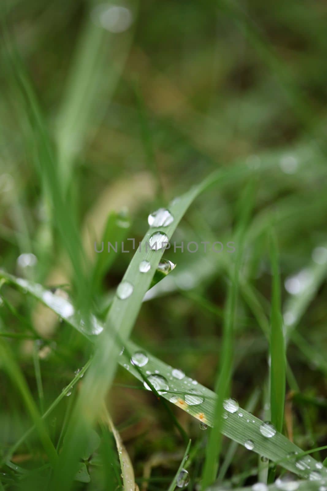 Winter rain droplets in grass leaves background close up nature exploration big size high quality prints