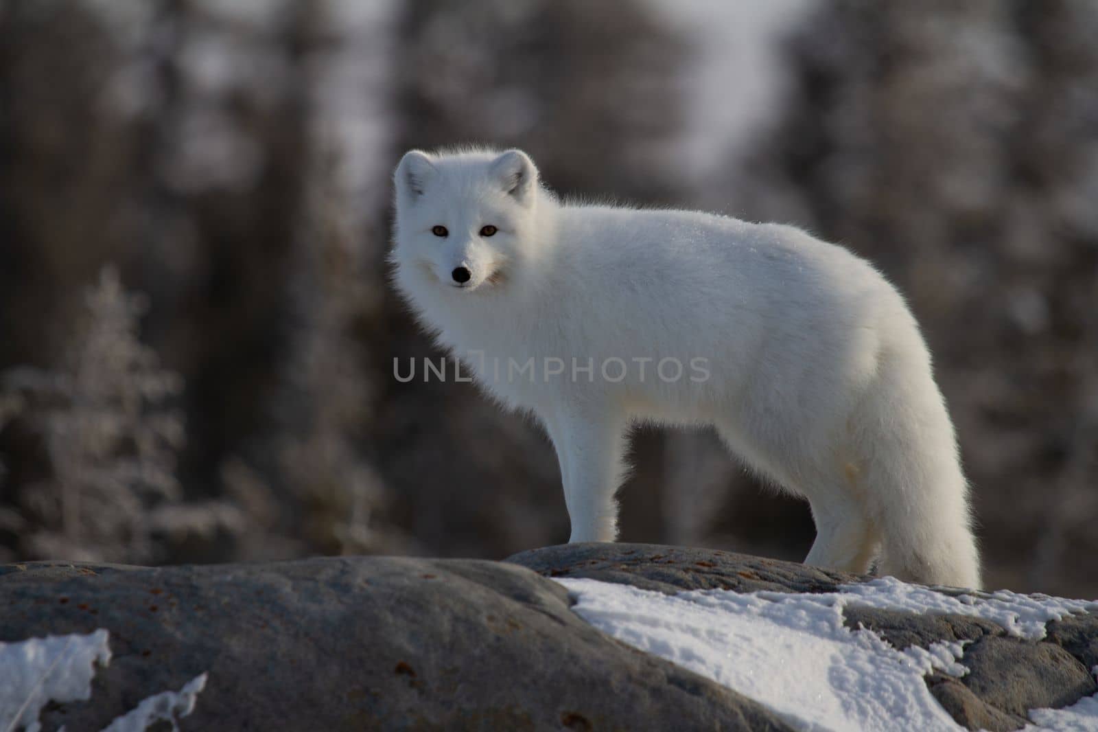 Arctic fox or Vulpes Lagopus in white winter coat with trees in the background looking at the camera, Churchill, Manitoba, Canada