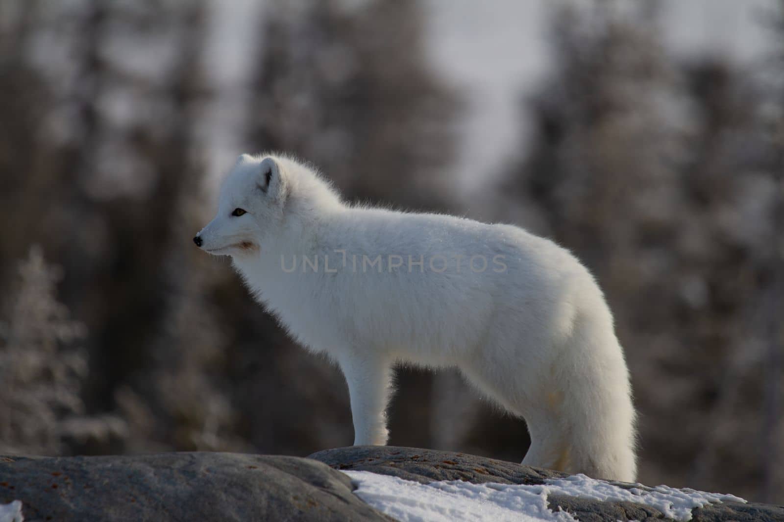 Arctic fox or Vulpes Lagopus in white winter coat with trees in the background looking forward by Granchinho