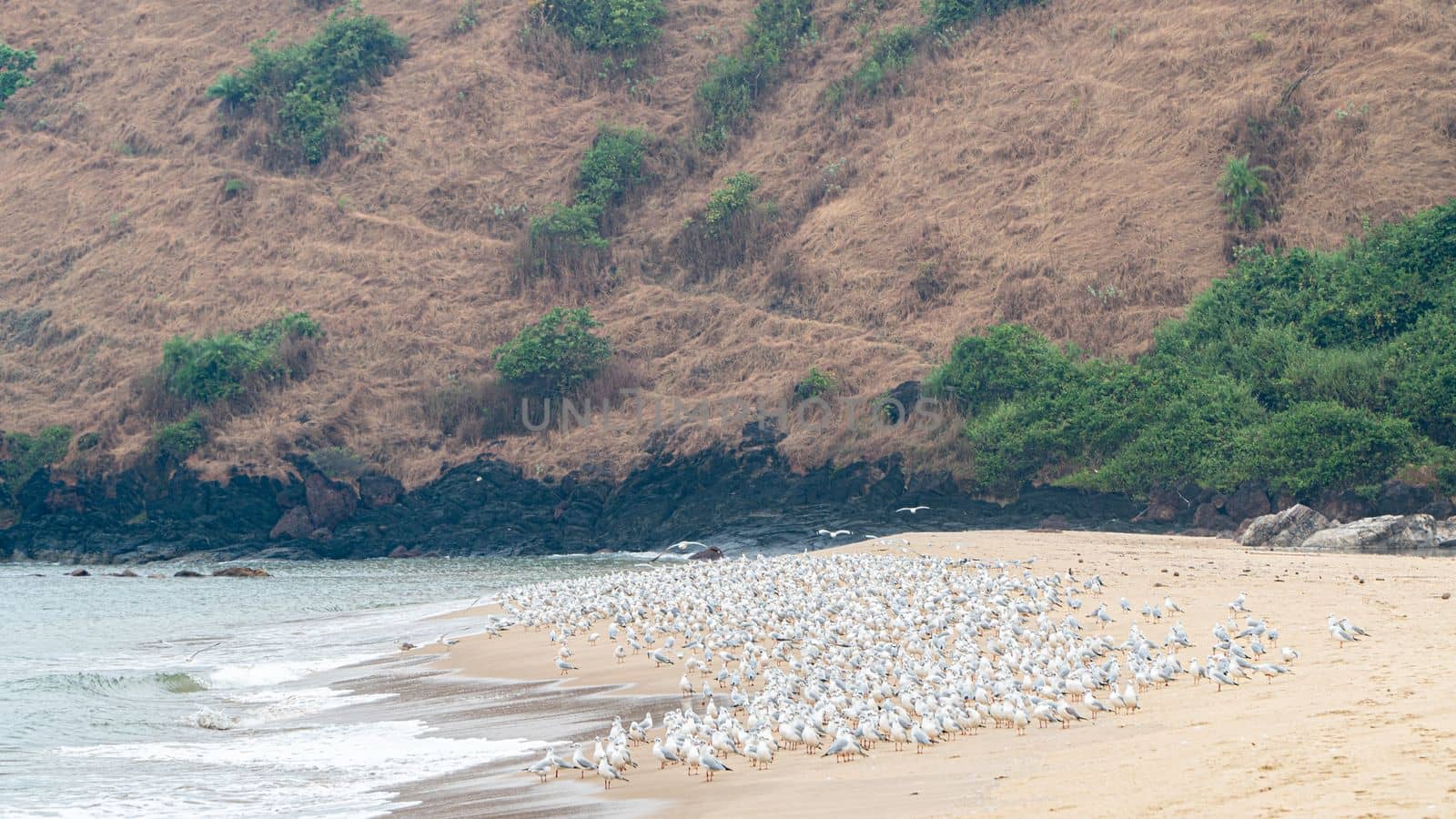 A flock of seagull birds sit on the sand on the seashore against the backdrop of a mountain by voktybre