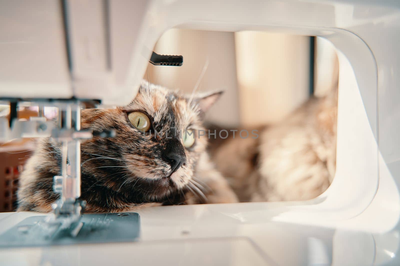 Curious multicolored pussycat is lying on desktop. Cute kitten looks away. Fluffy cat peeks out from sewing machine. Pets and lifestyle concept. Domestic animal themes.