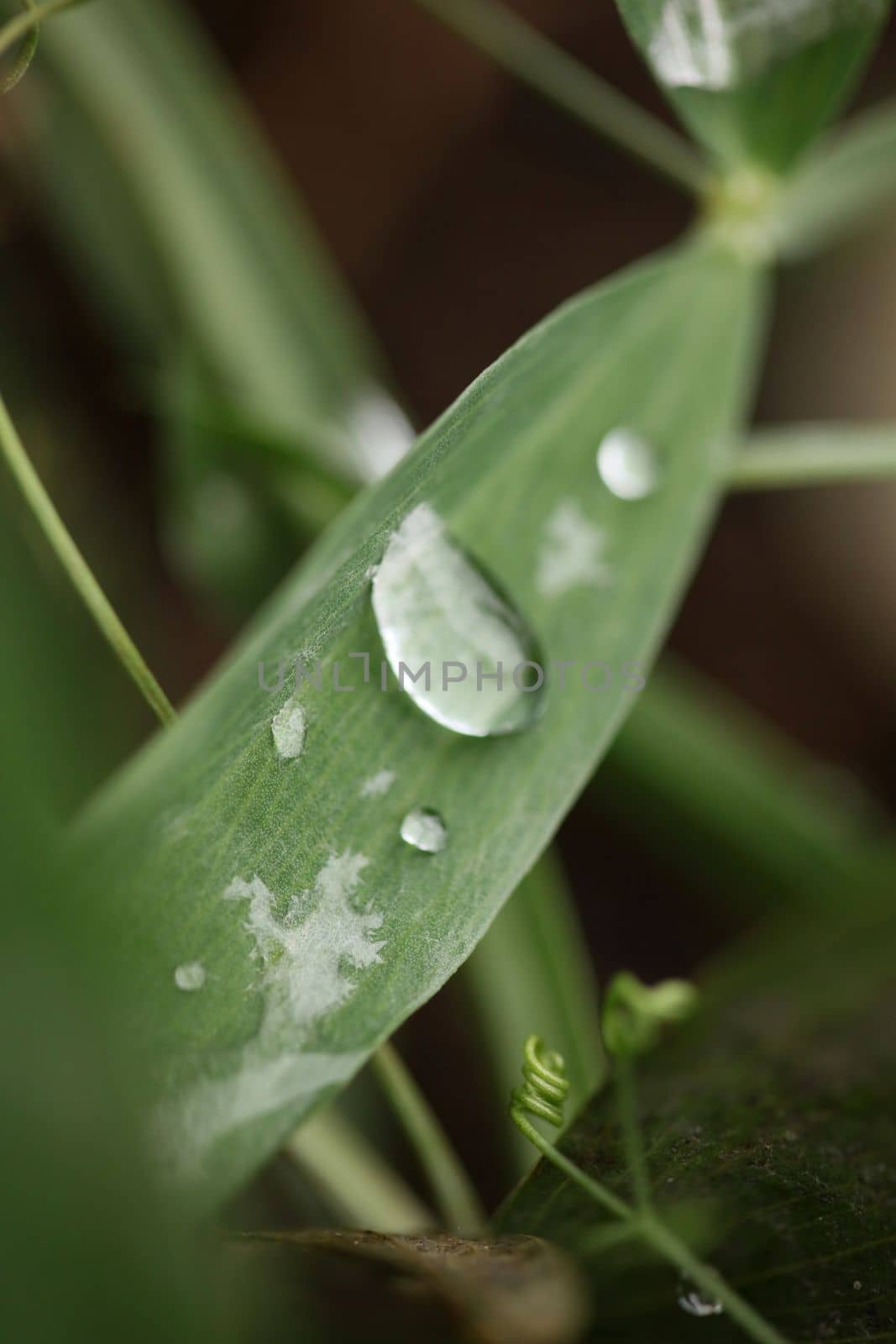 Winter rain droplets in grass leaves background close up nature exploration big size high quality prints