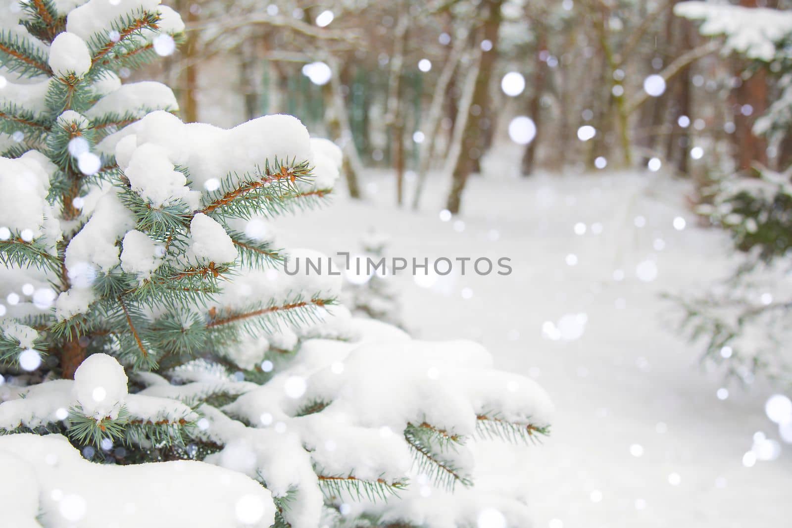 Winter landscape, background. Forest, trees in the snow. Snowfall. Snow is lying on the branches of the Christmas tree. Falling snow. Copy space. Nature in winter.