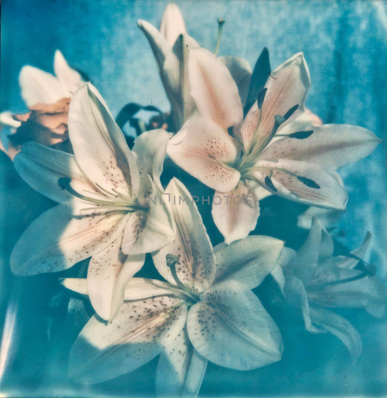 Vintage photo of garden flowers indoor. Bouquet of blue flowers. download image by igor010