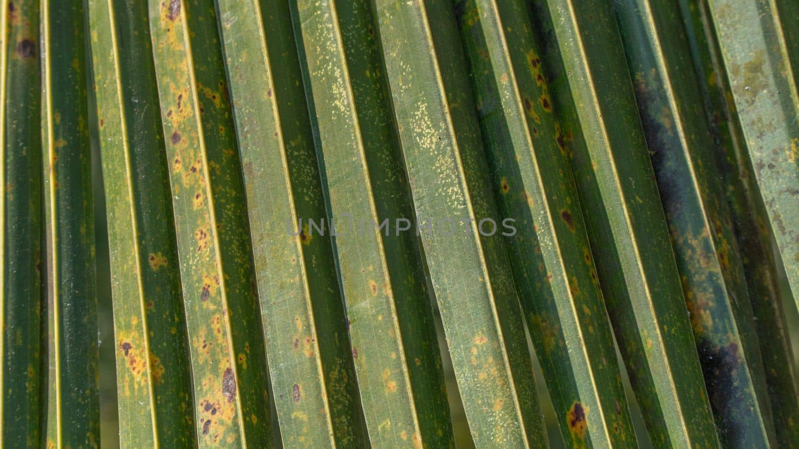 Palm leaf pleated close-up texture, floral background. High quality photo