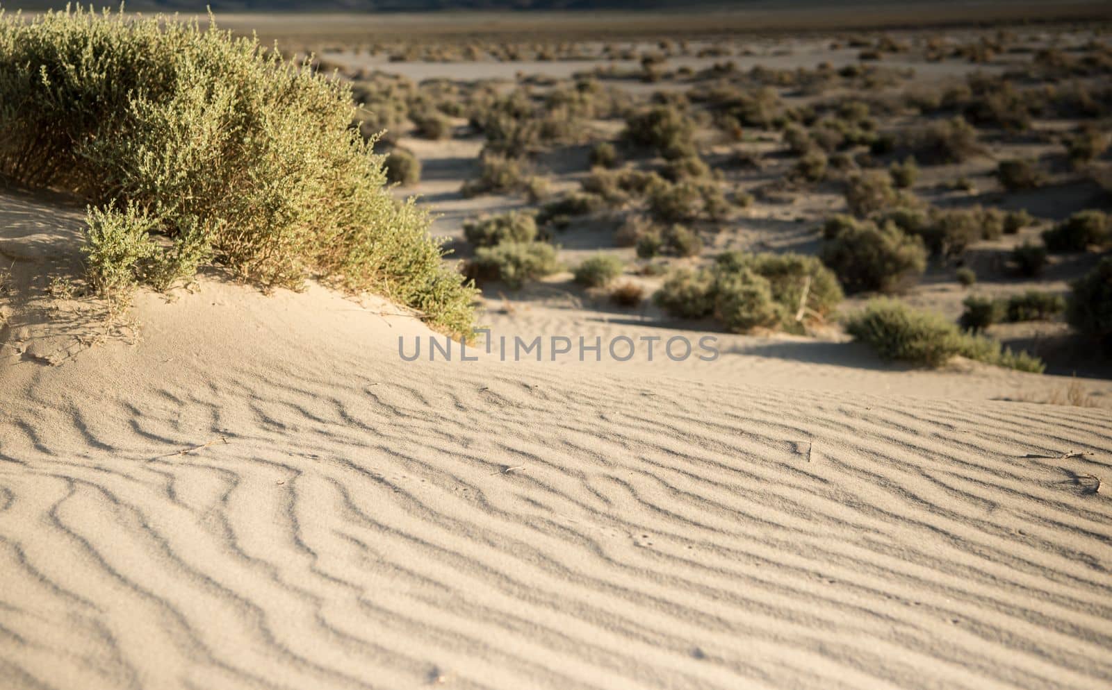 Natural sand waves in a Desert scape