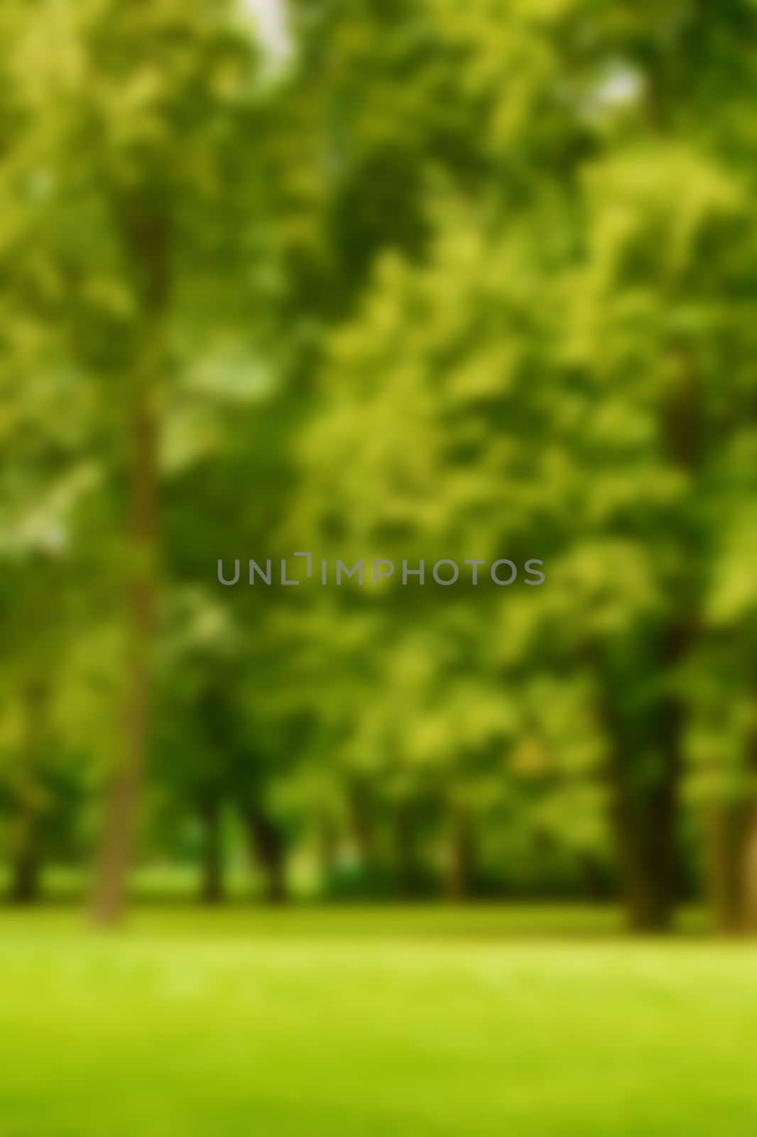 Blur natural and light background in the park. Bokeh light yellow green abstract backgrounds textures. by kizuneko