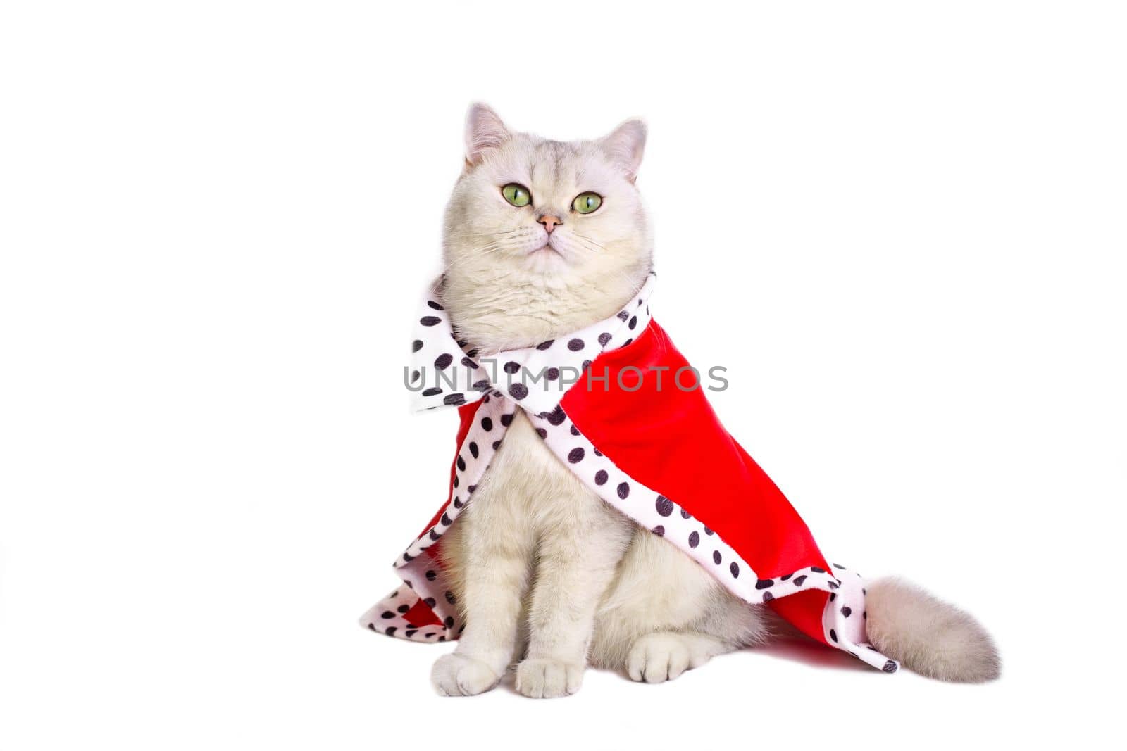 A luxurious calm white cat with green eyes in a red royal mantle , sitting on a white background. Copy space