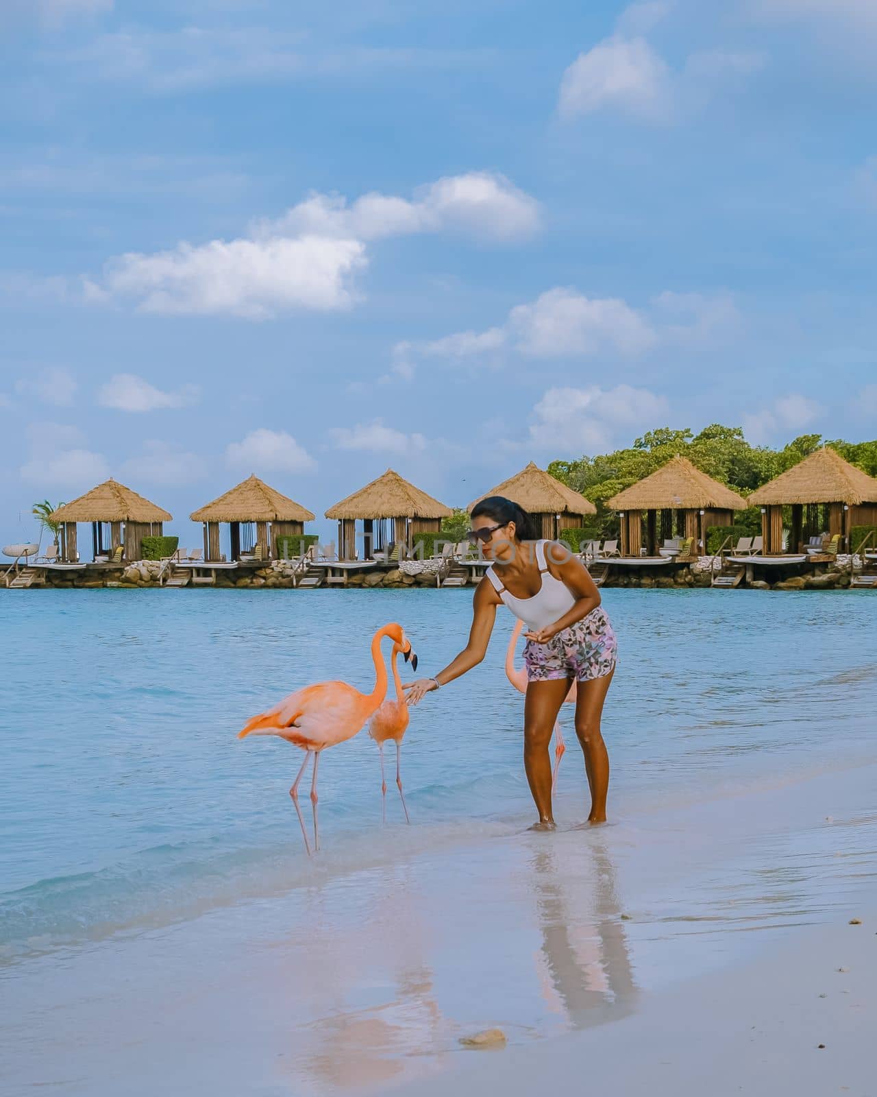 Aruba beach with pink flamingos at the beach, flamingo at the beach in Aruba Island Caribbean. A colorful flamingo at the beachfront, a couple of men and woman on the beach mid age man and woman