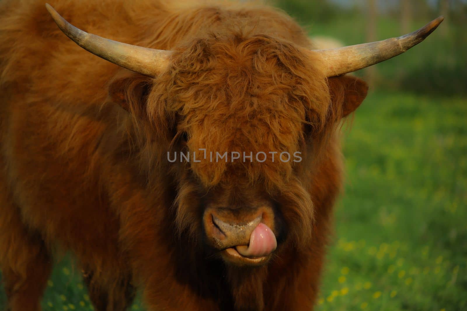 Animals on a farm Cows, Goats, Horses etc. High quality photos
