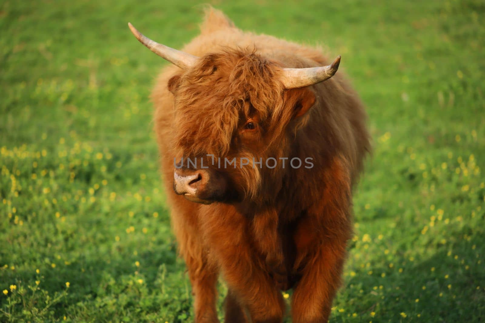Animals on a farm Cows, Goats, Horses etc. High quality photos