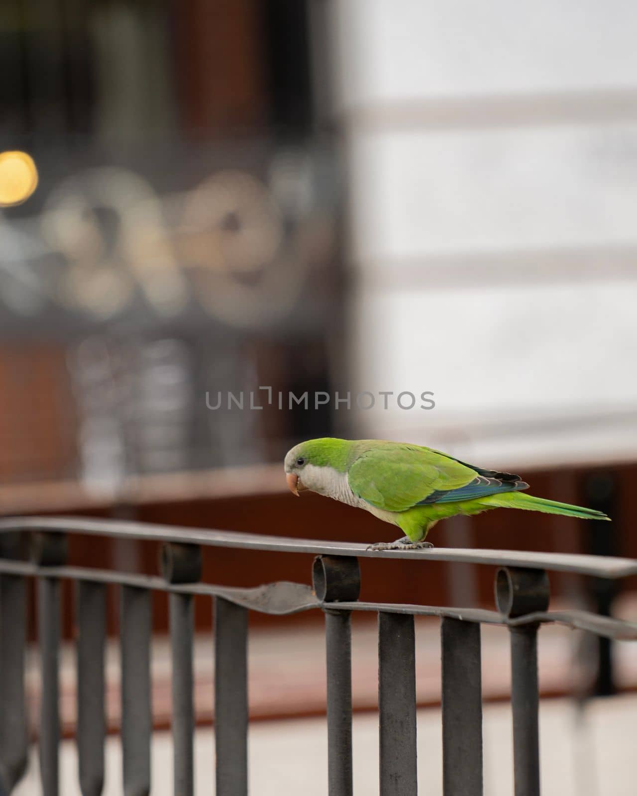 parrot on a metal fence in urban street. Parakeets in Madrid city.
