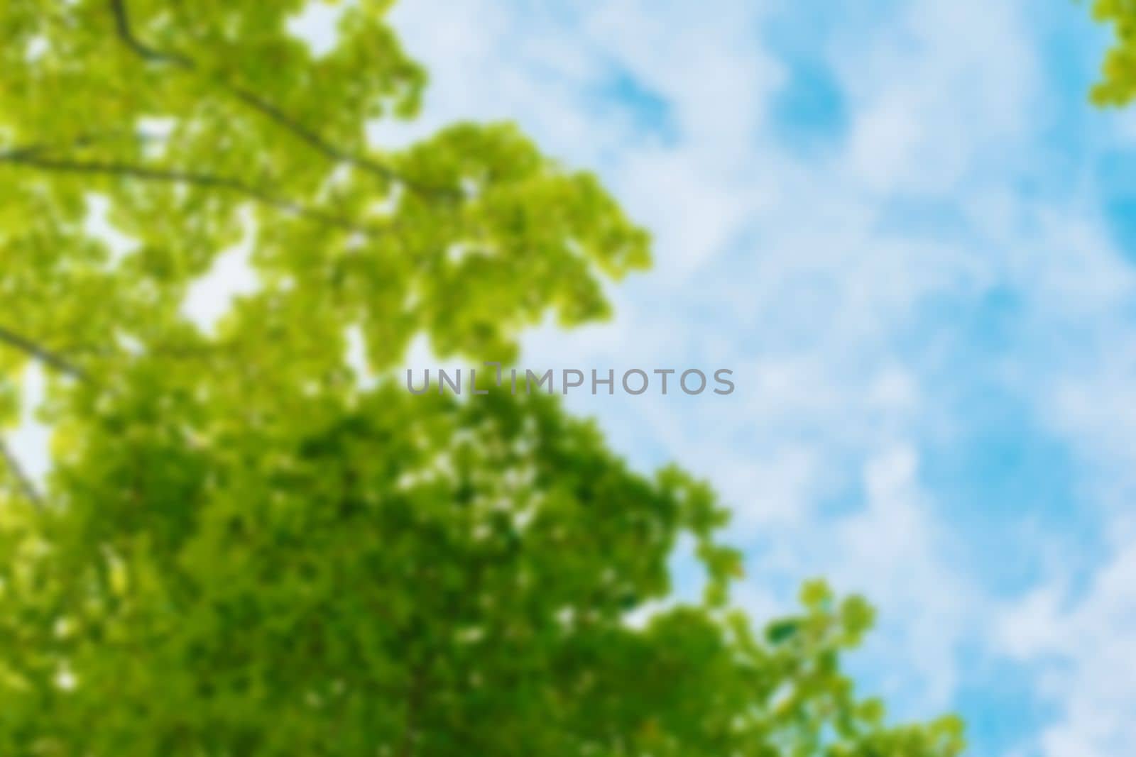 Blue cloudy sky with birch in the foreground. Blur the backdrop. Natural blur the background. High quality photo