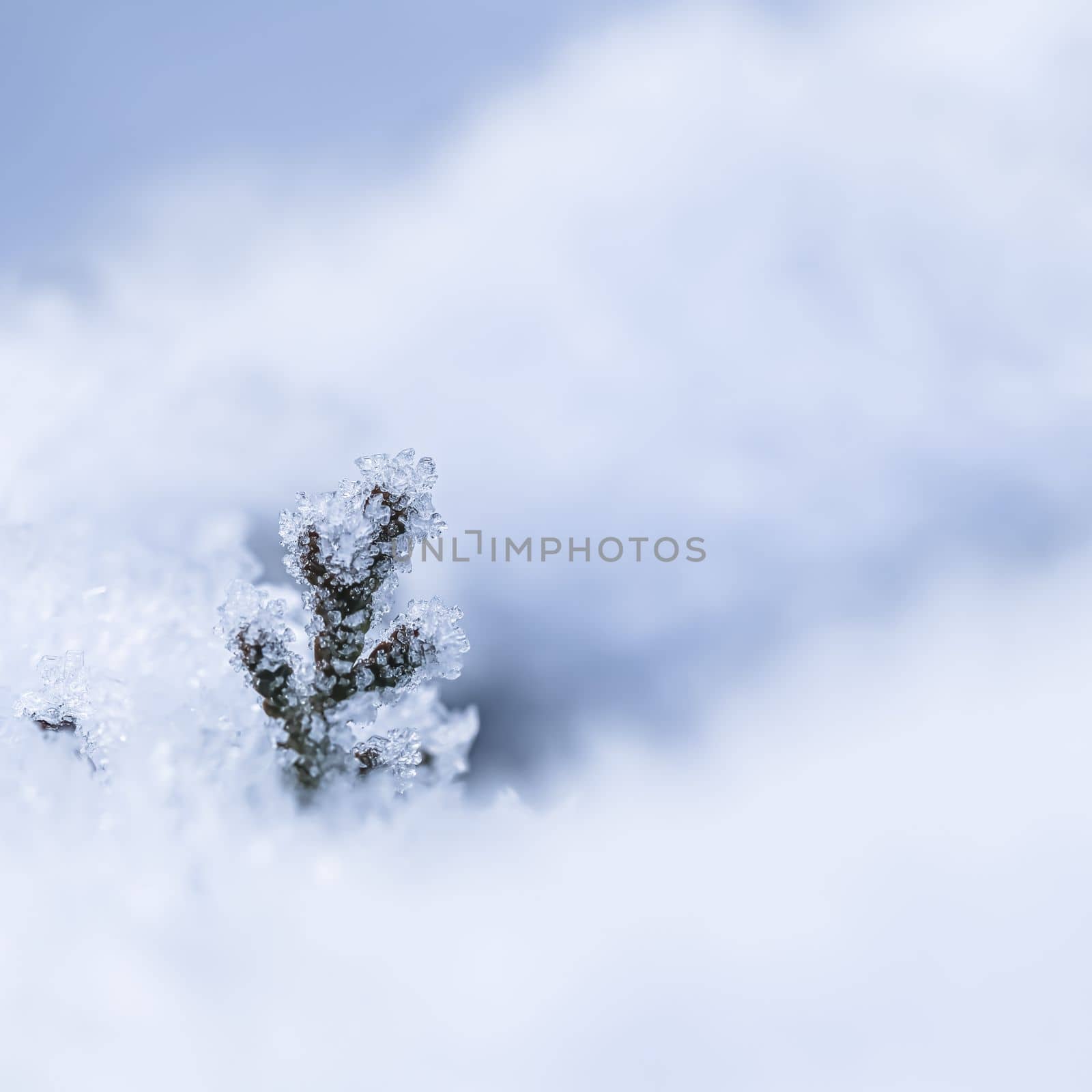 A small frozen thuja branch in the snow. Natural winter and Christmas background. Backdrop in white blue tones