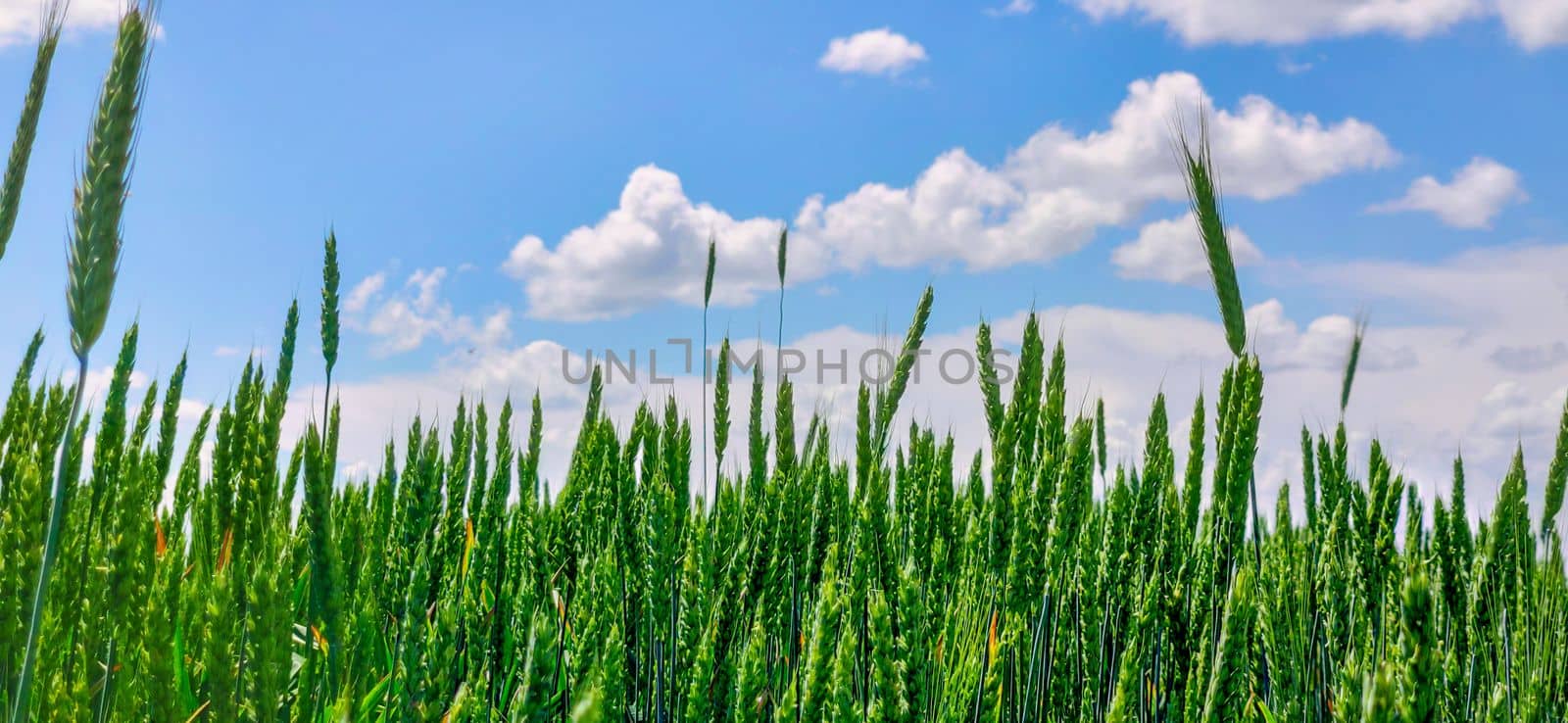 Green field barley or wheat. Full ripe spikelets. Bright sunny summer day in the field. download image by igor010