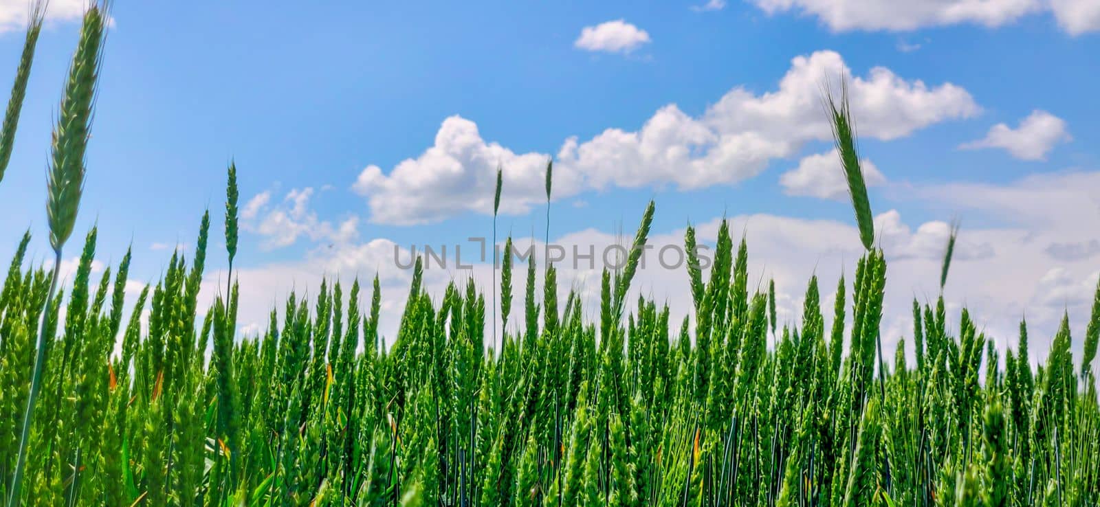 Green field barley or wheat. Full ripe spikelets. Bright sunny summer day in the field