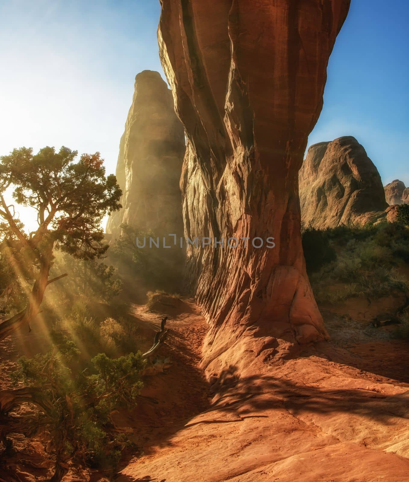 Morning sunrays Filter Through a Pine by lisaldw