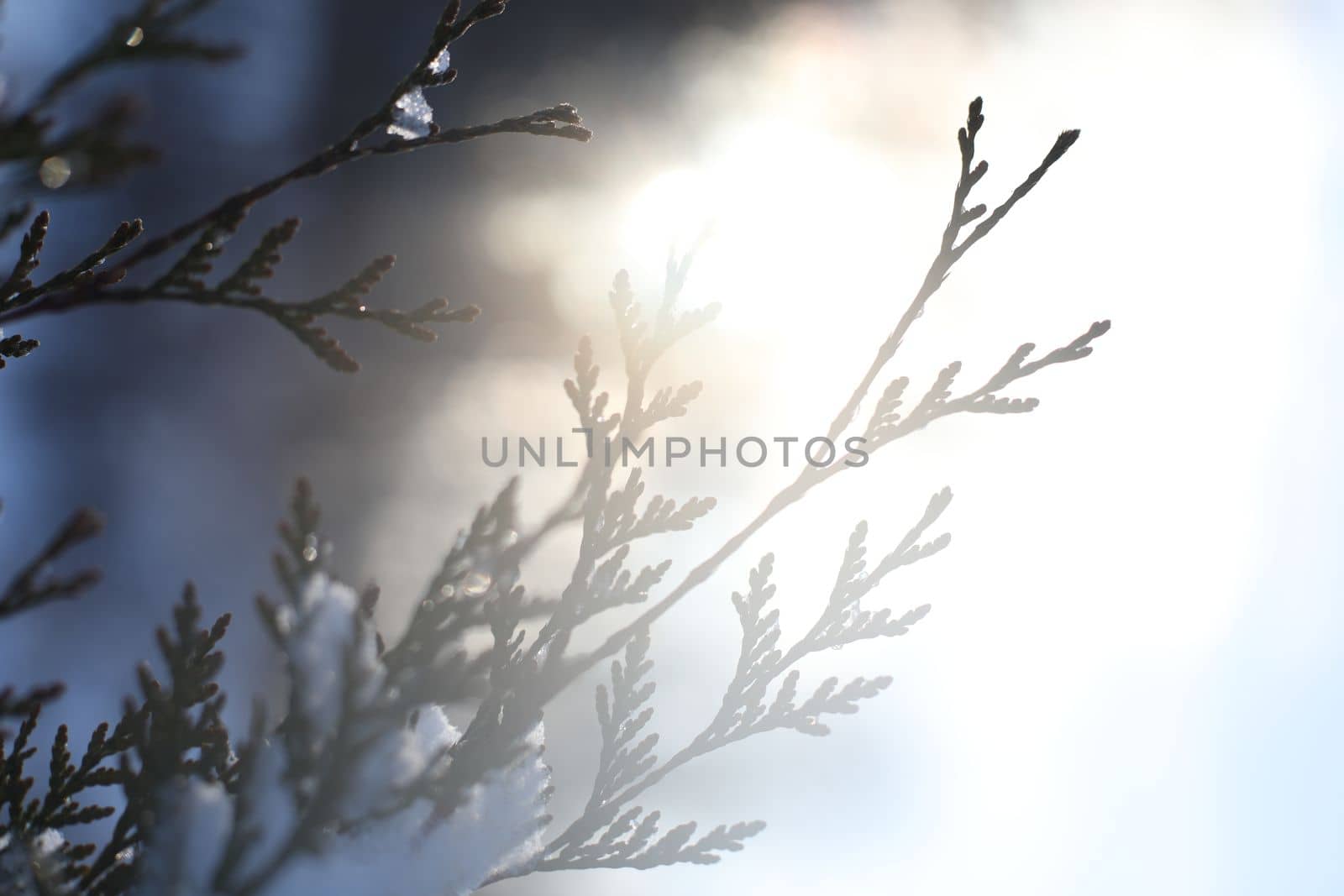 Top branches covered with snow against sunny sky, frozen trees in the forest sky background, winter background
