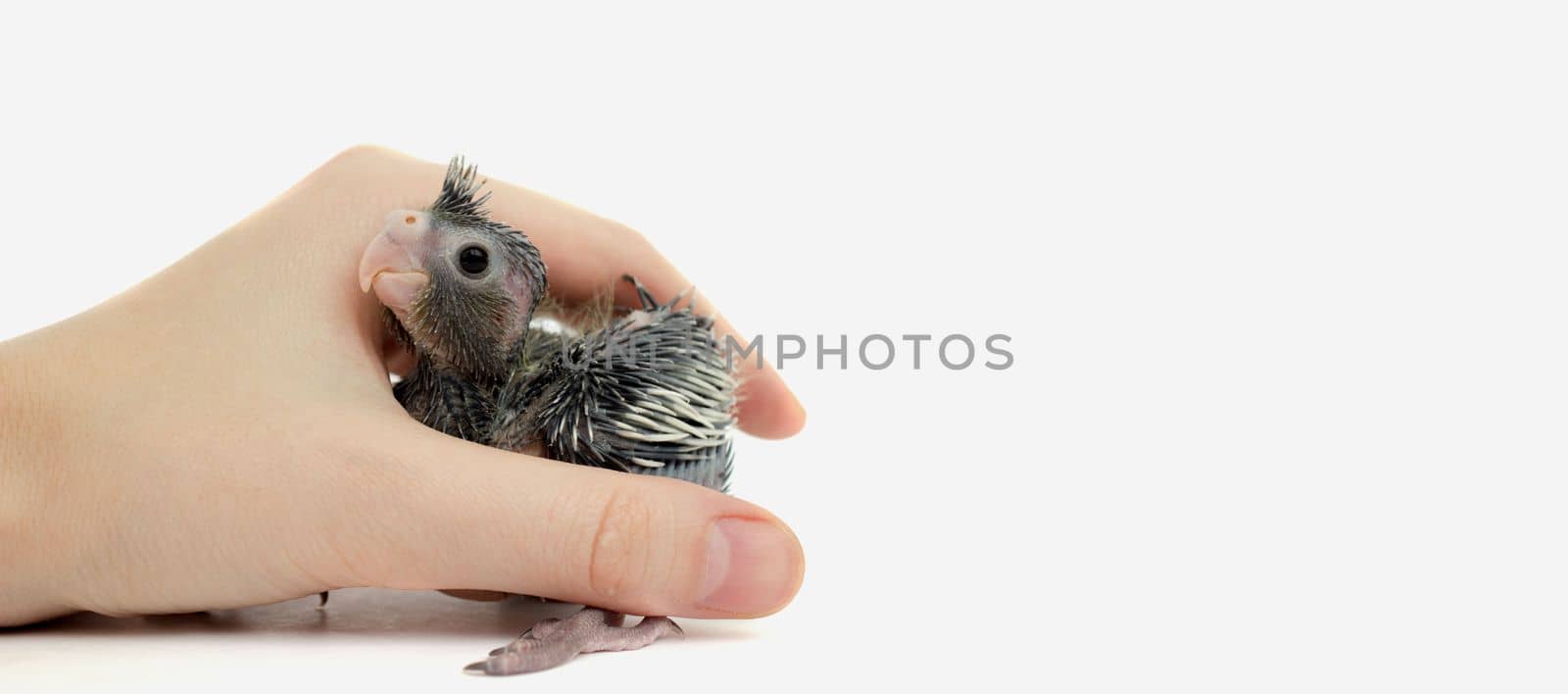 a human in his hands holds a cockatiel parrot chick on a white background, a banner by Tasheva