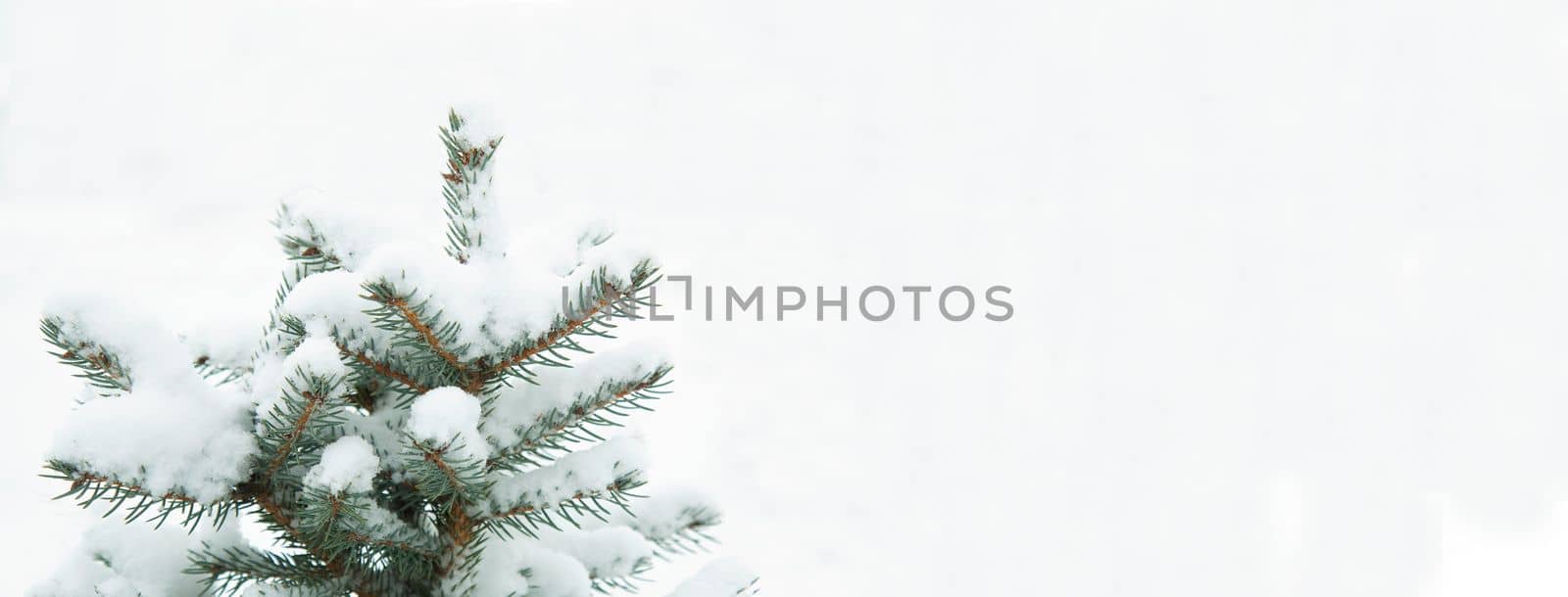 Winter background. Natural pine in the snow Kopi space. Falling snowflakes. Snow is lying on the branches of a tree. New Year, Christmas, background.