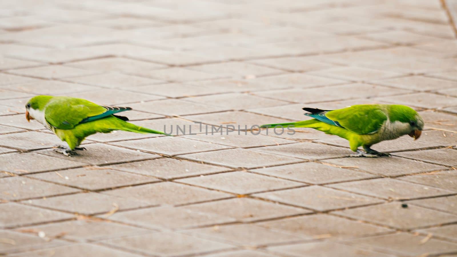 Parakeets turning their backs on urban city street ground