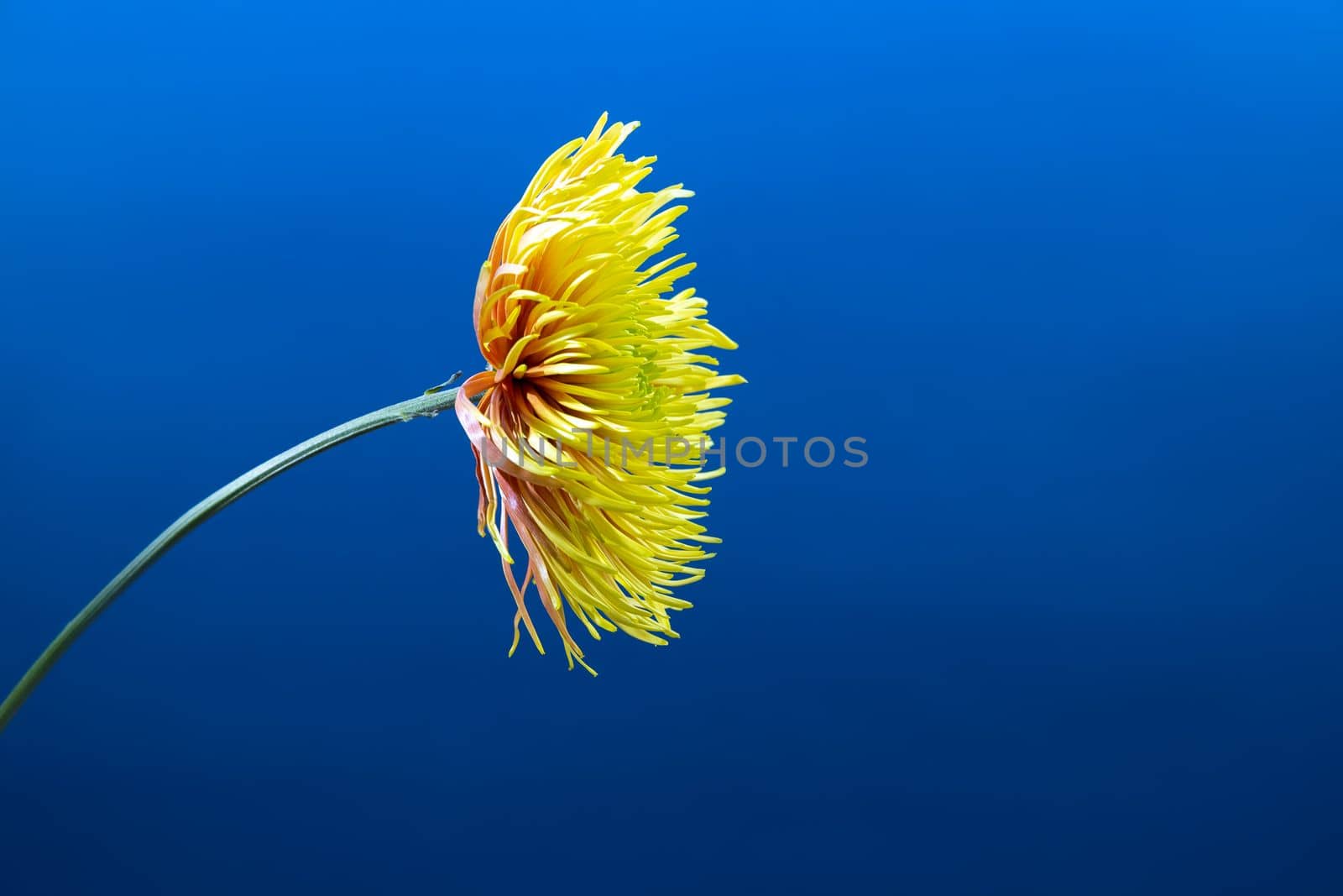 Yellow aster flower against deep blue vivid background. . Minimal spring concept.Aesthetic blooming.Space for text. by Ri6ka