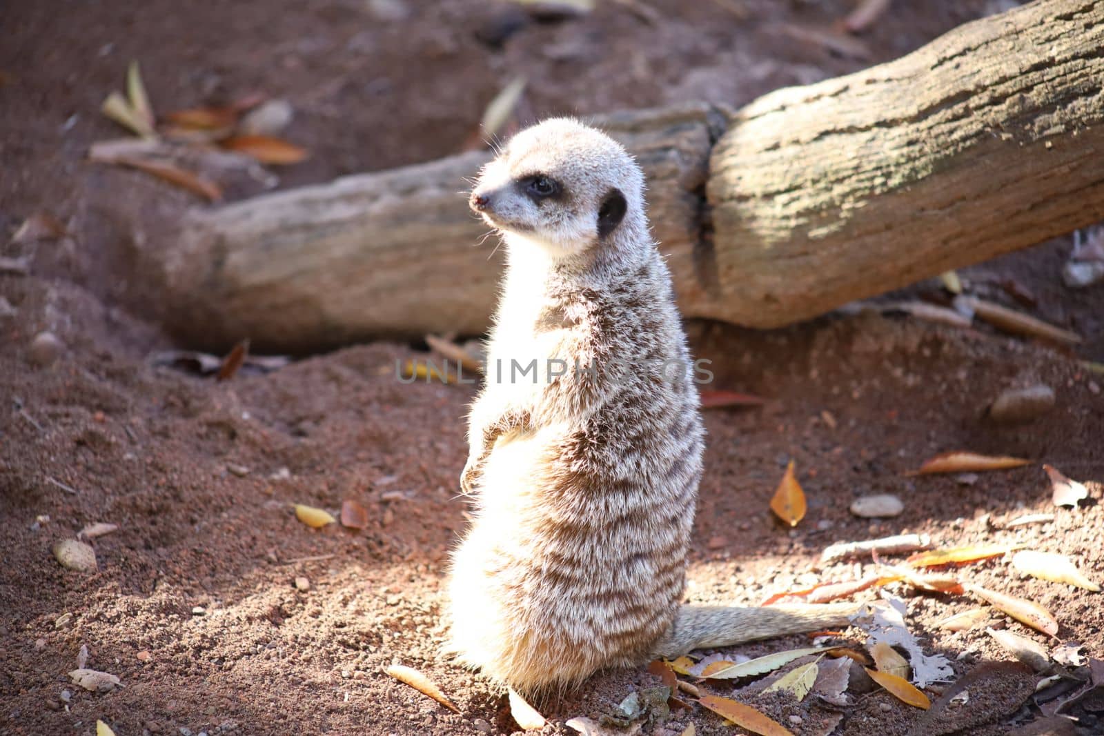 Meerkat cute looking up and down sweet animal. High quality photo