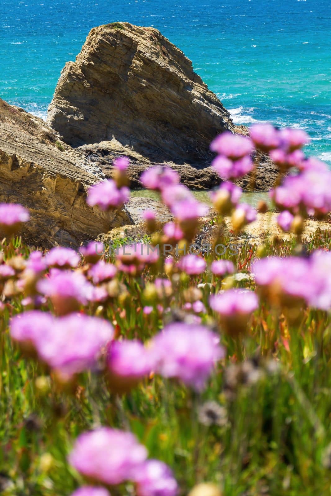 Pale pink flowers of Armeria on the turquoise ocean coast close up