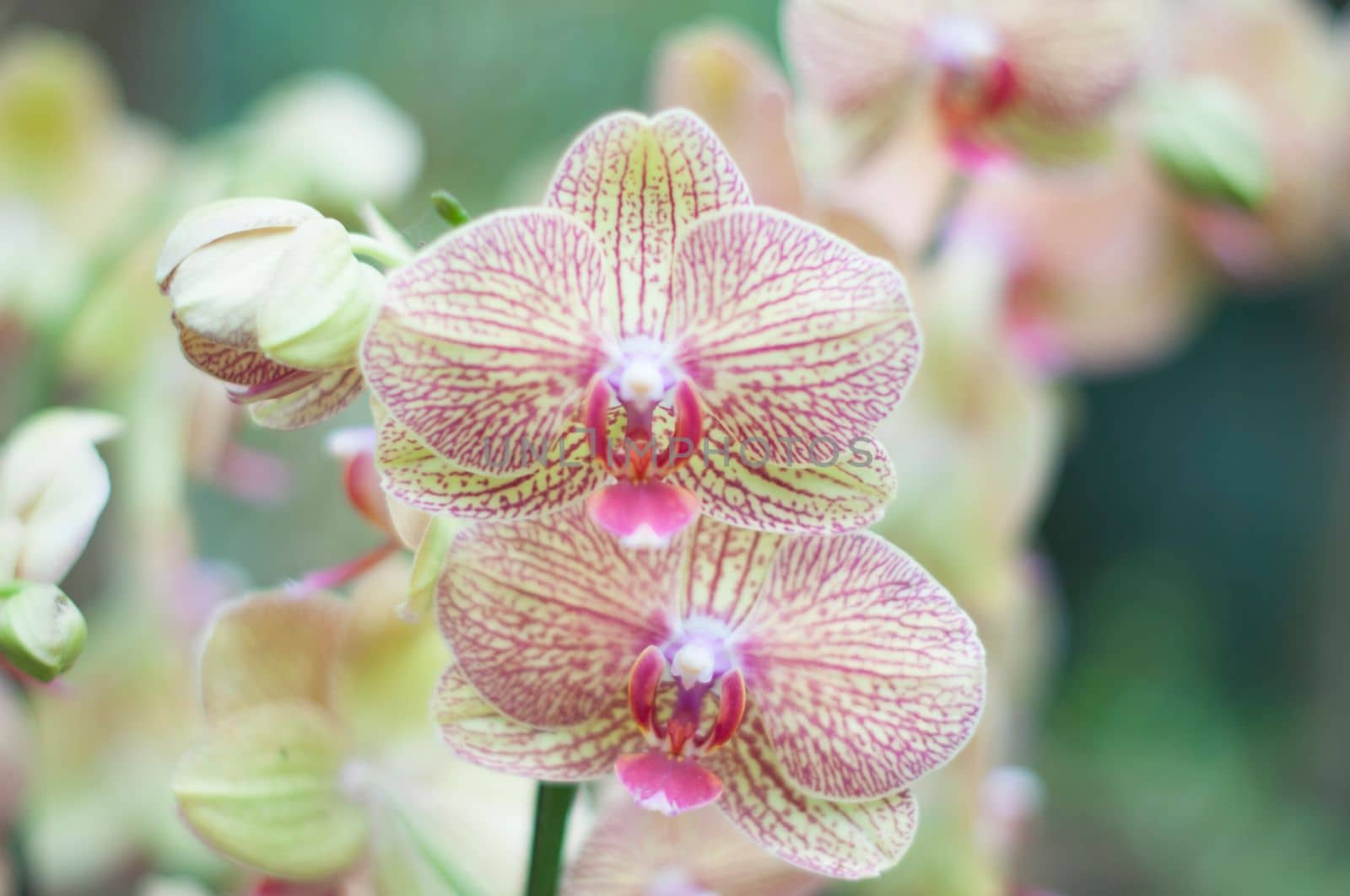 beautiful yellow Phalaenopsis Blume orchid flowers , on a garden background, High quality photo