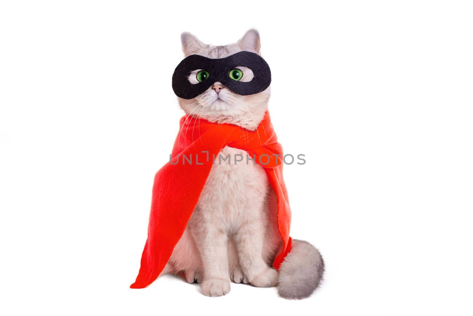 Cute white cat with green eyes, in a red cape and black mask, sits on white background, looks away. Copy space