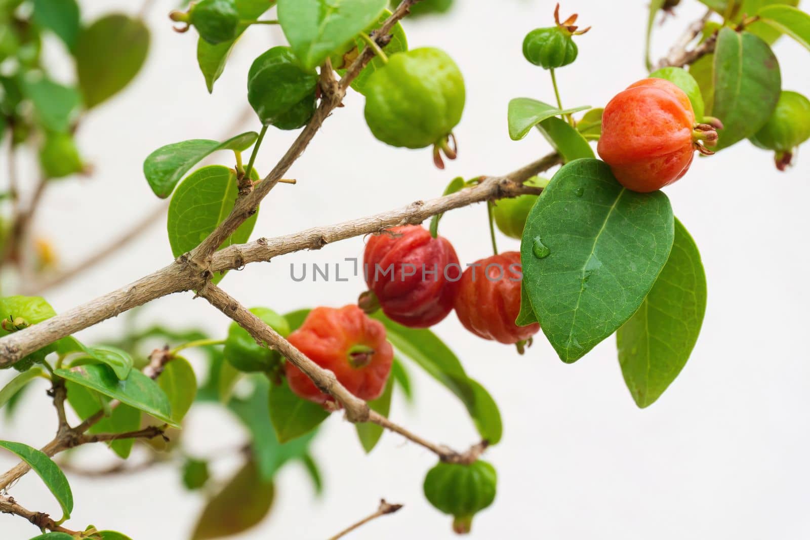Ripening fruits of Surinam Cherry, Pitanga, Brazilian Cherry, Eugenia uniflora on a branch in the garden