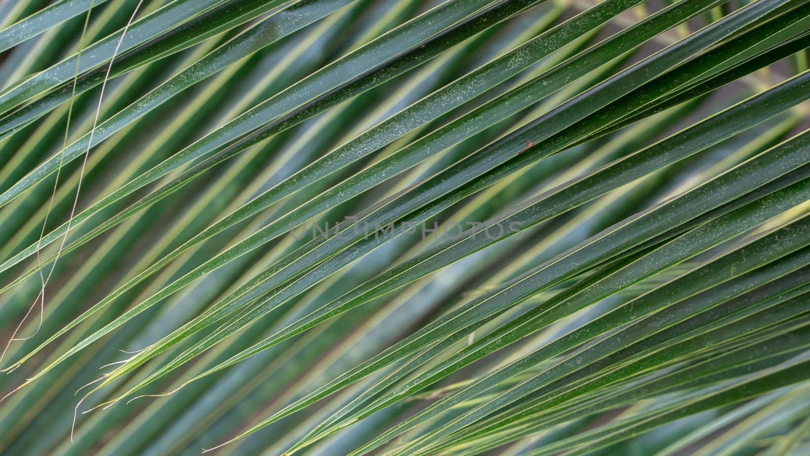 Palm twig texture, close-up of palm leaves by voktybre