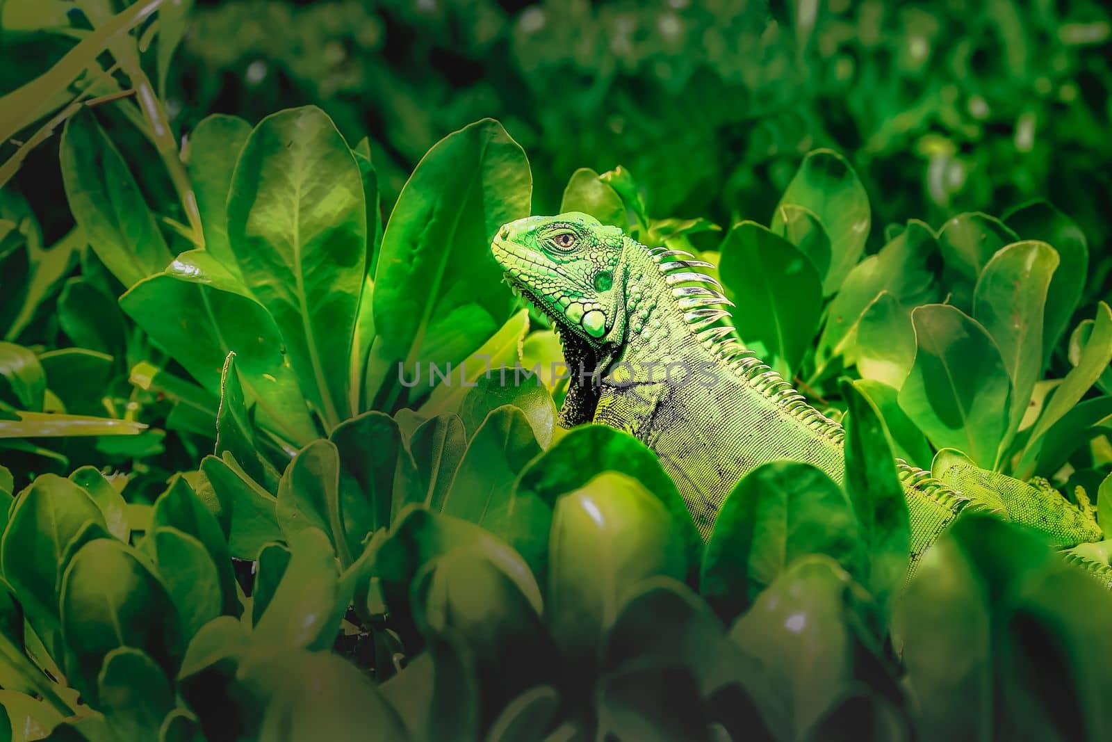 Green alertness and cute Iguana: camouflage in caribbean foliage, Cancun, Mexico