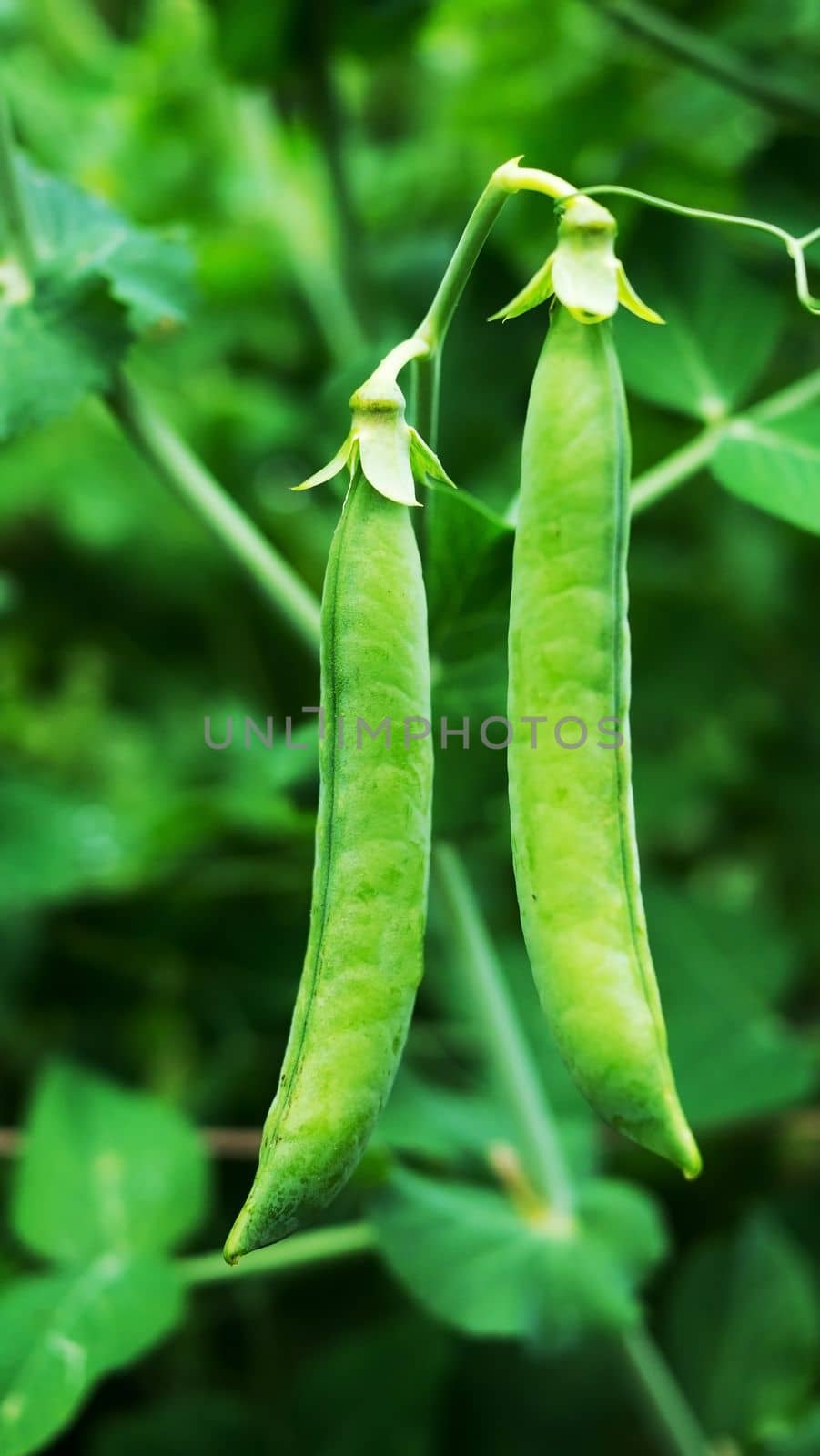 Two pods of growing green peas. by gelog67